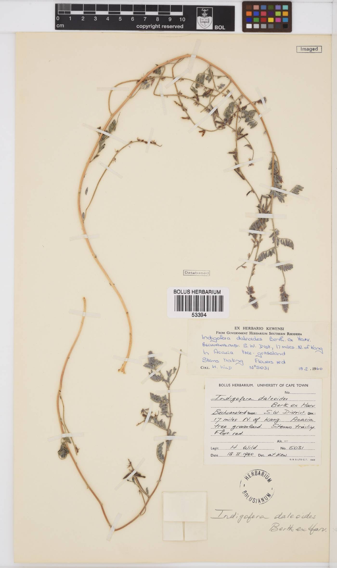 Indigofera daleoides image