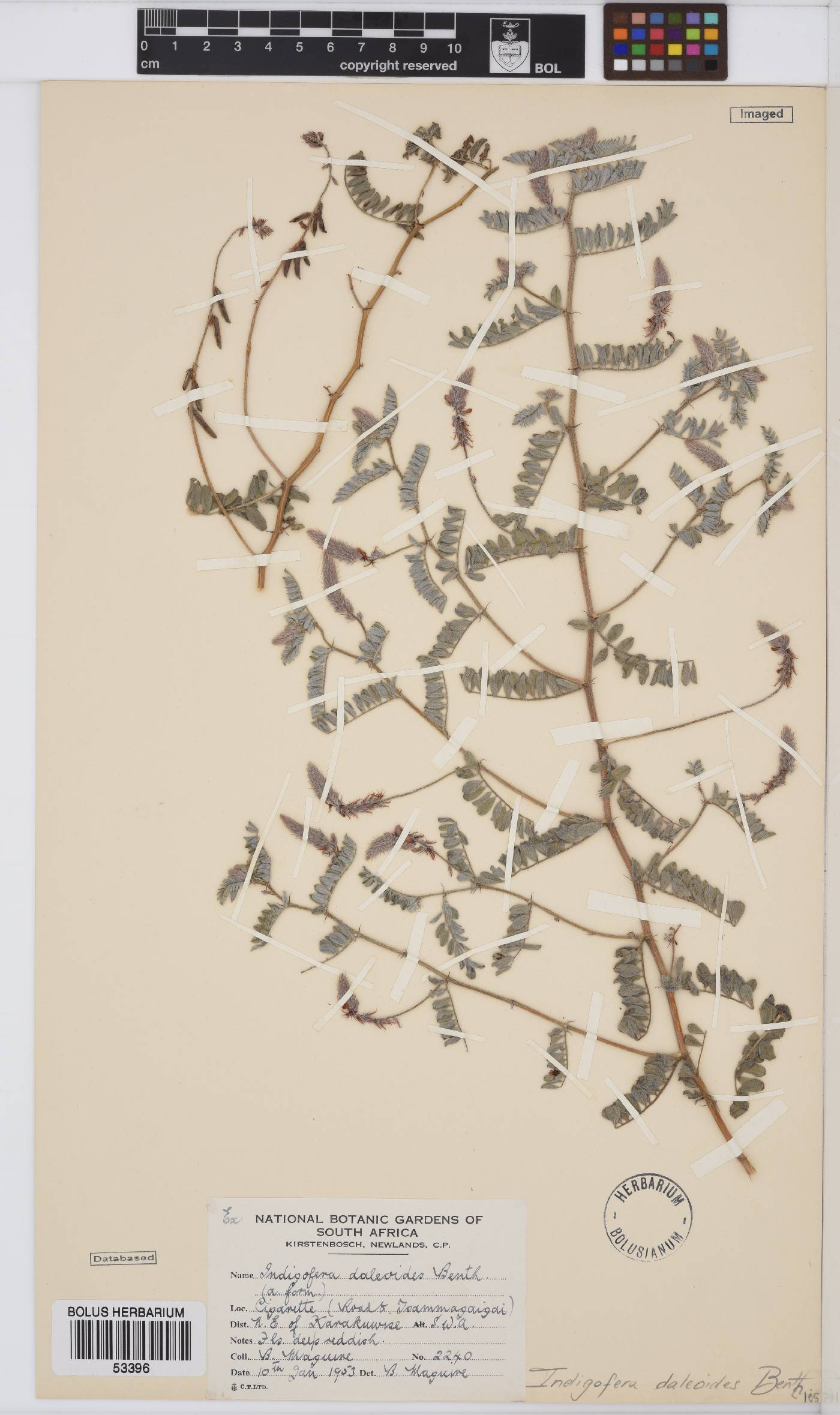 Indigofera daleoides image