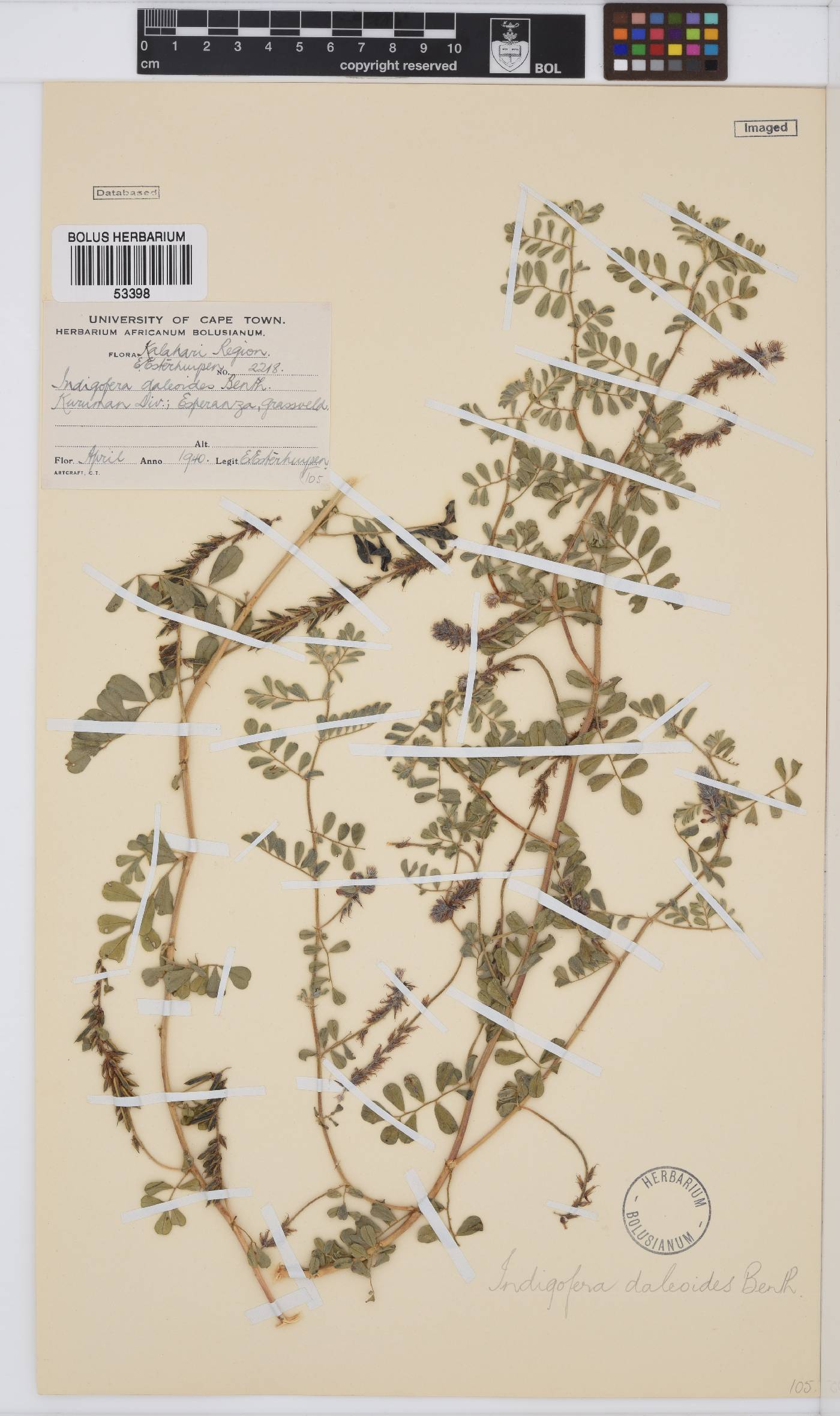 Indigofera daleoides image