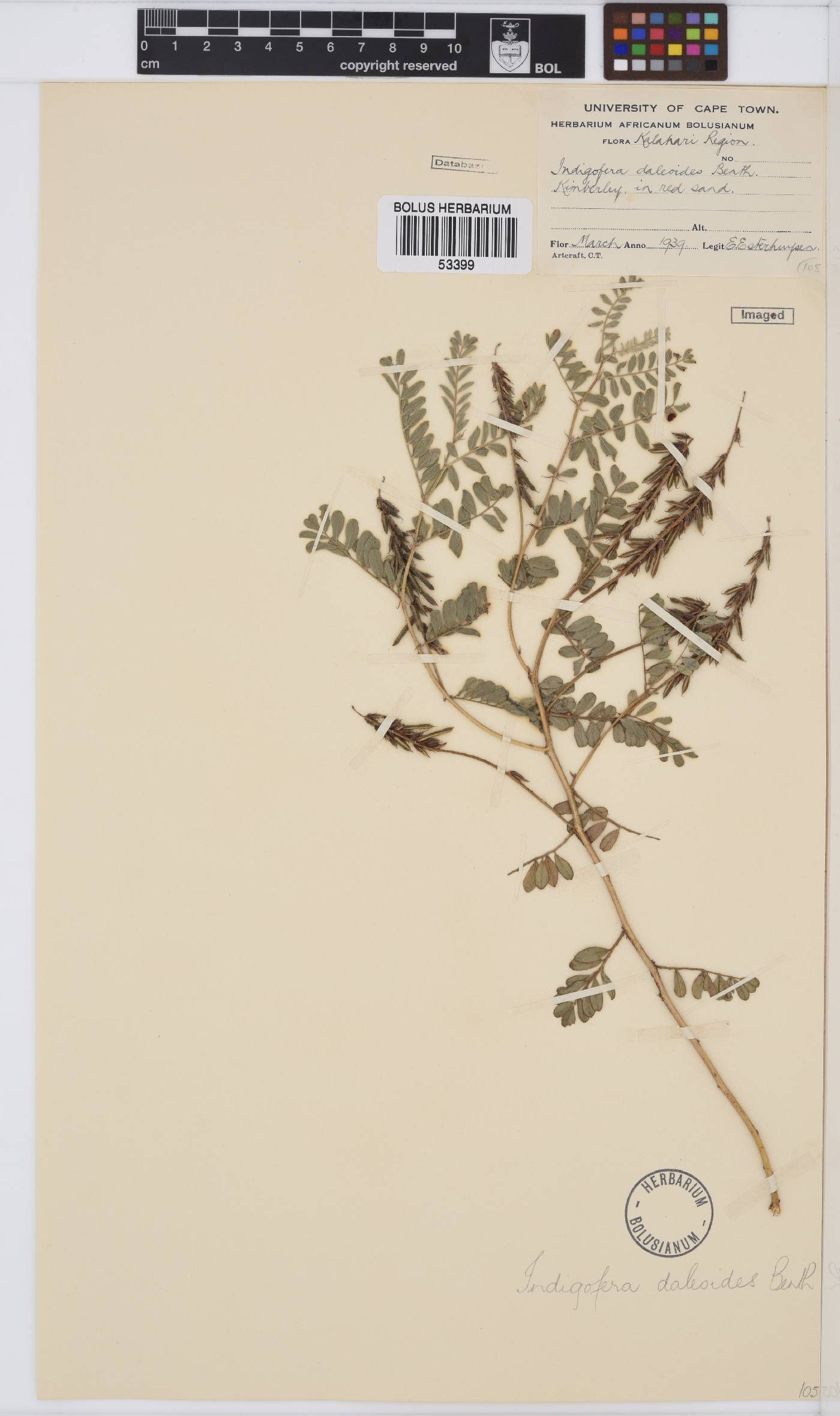Indigofera daleoides image