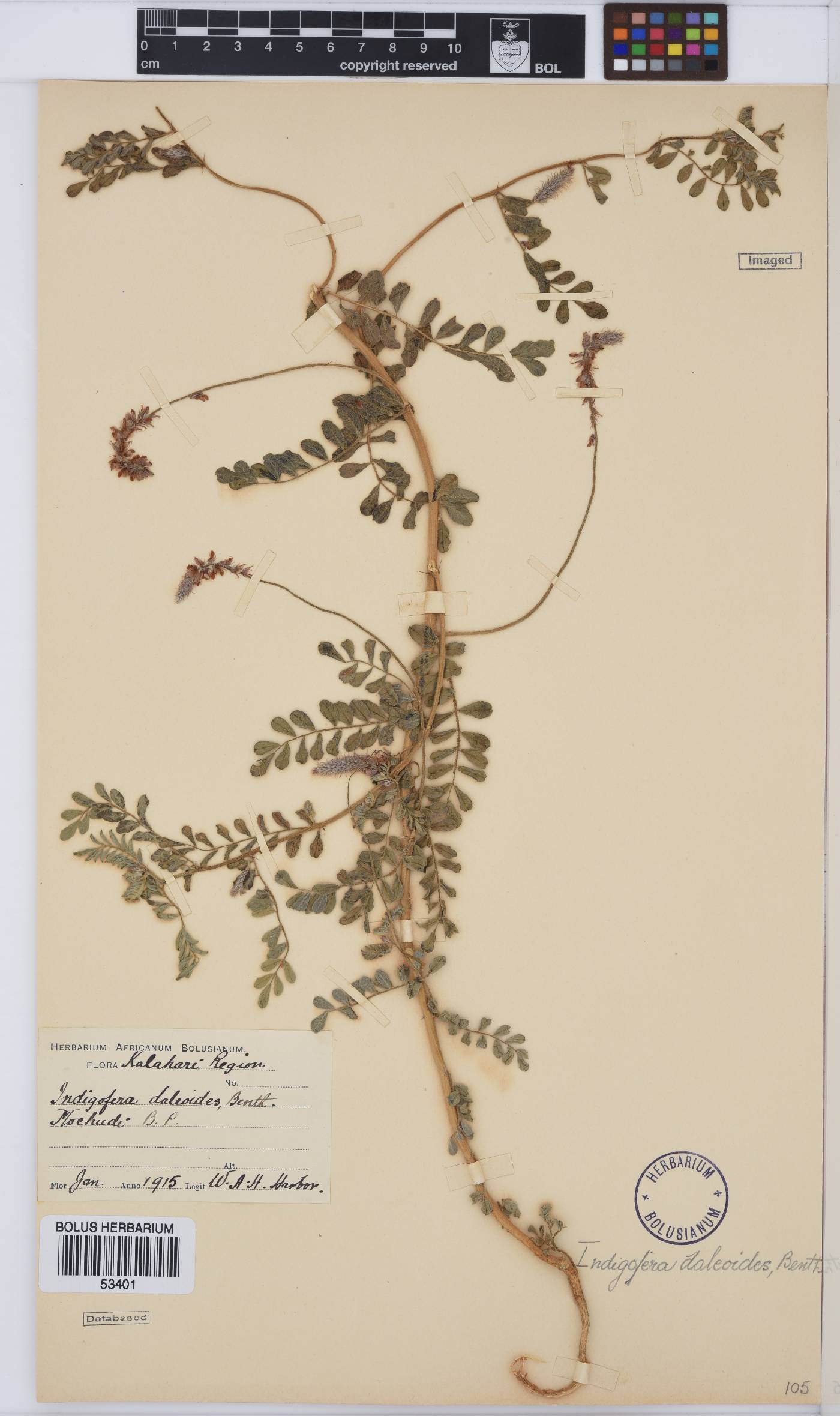 Indigofera daleoides image