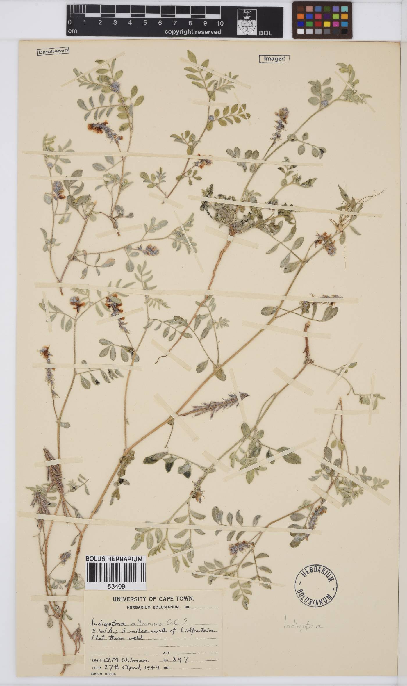 Indigofera auricoma image