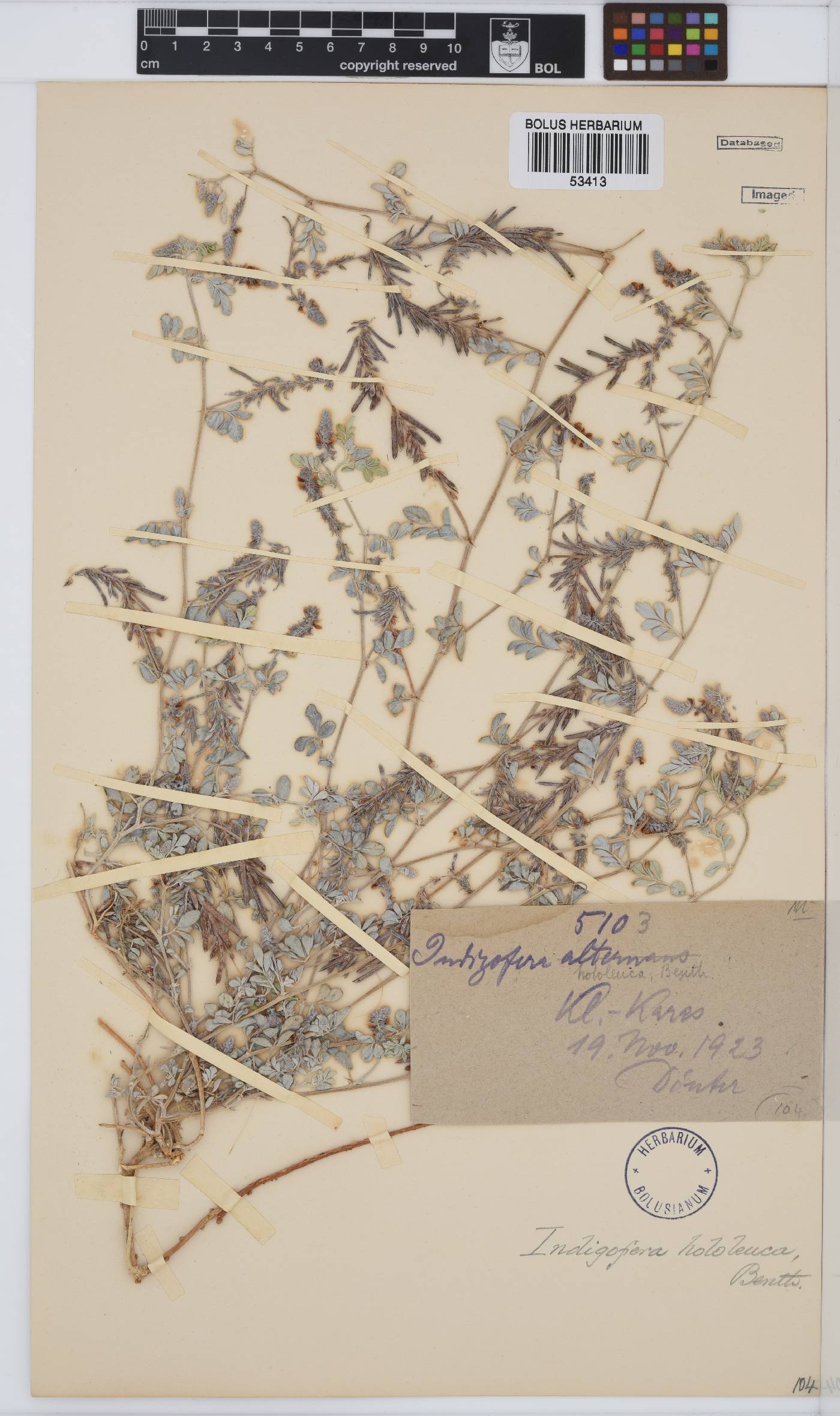Indigofera auricoma image
