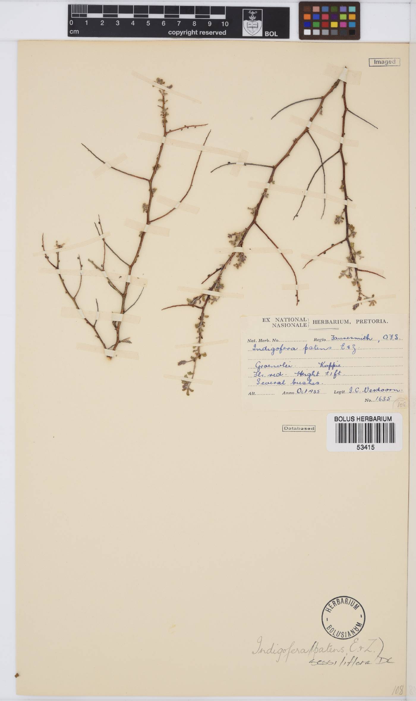 Indigofera sessilifolia image