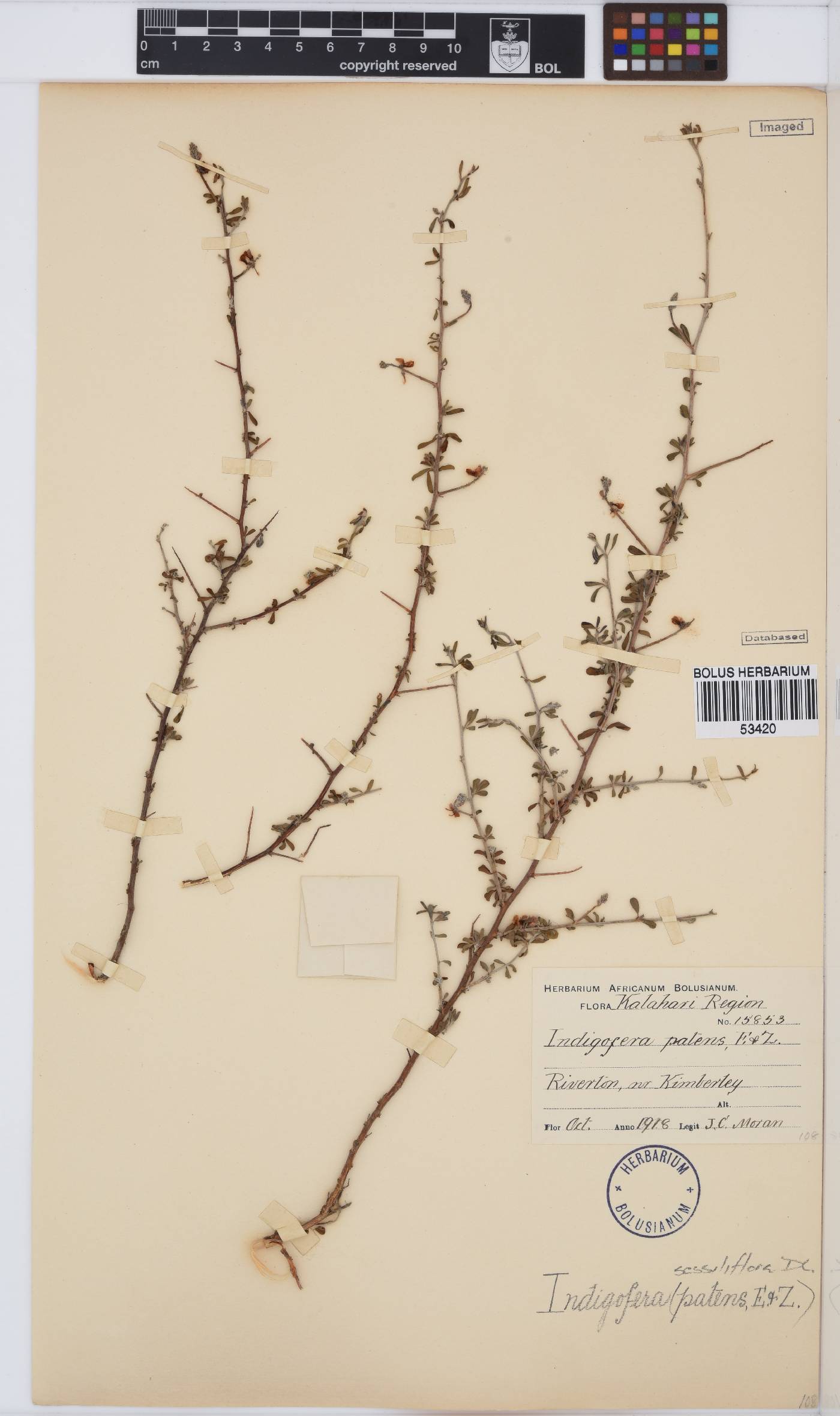 Indigofera sessilifolia image