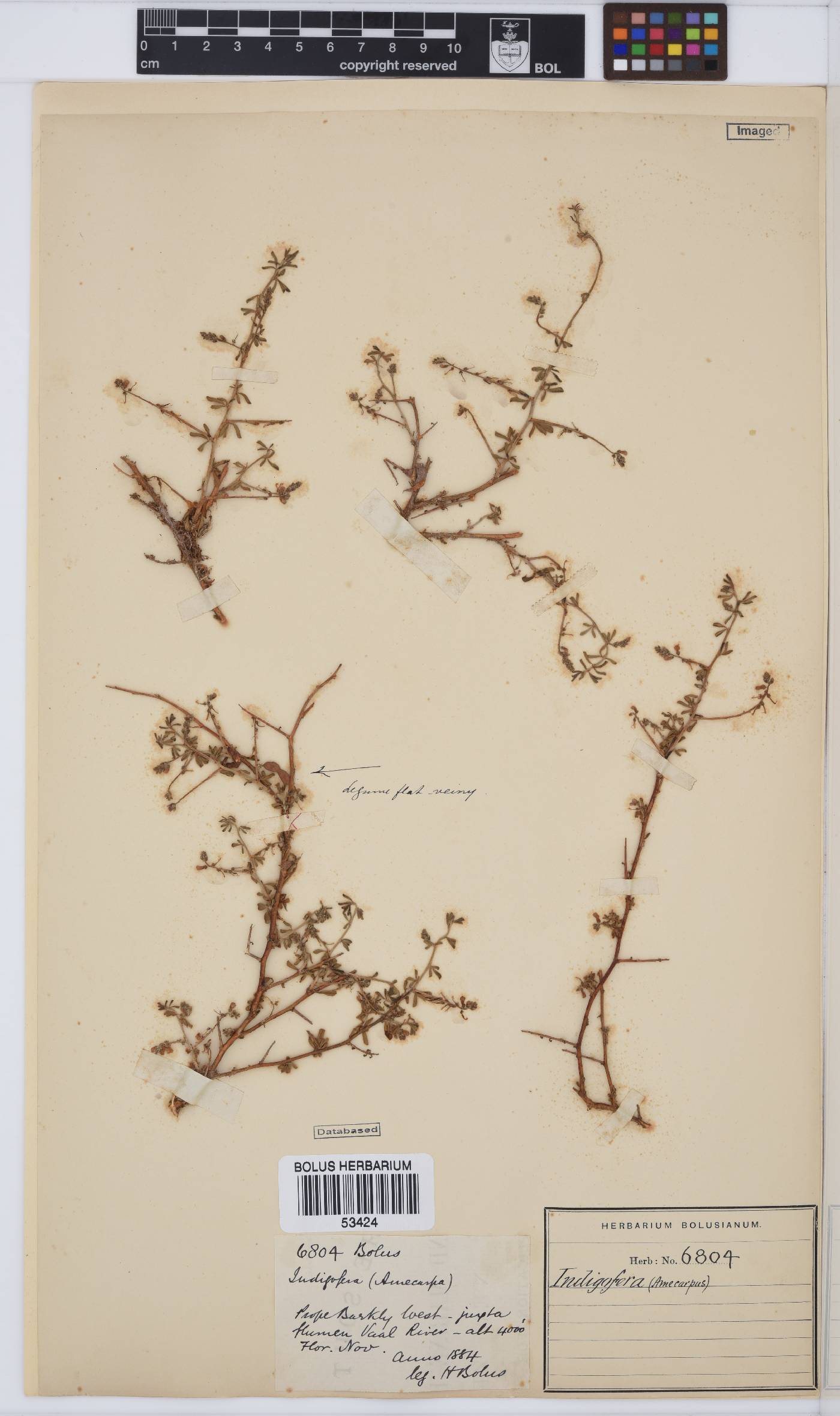 Indigofera sessilifolia image