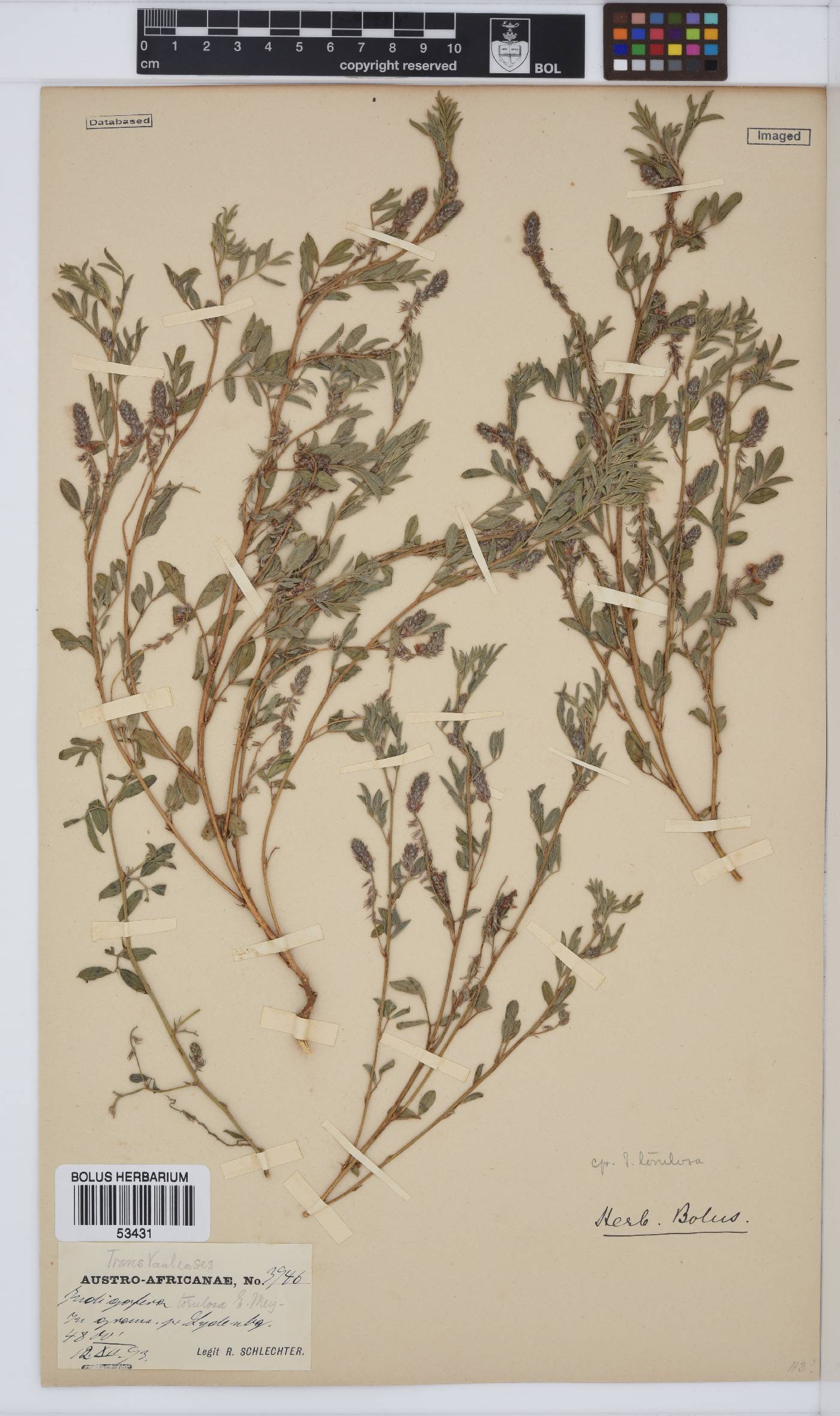 Indigofera torulosa image
