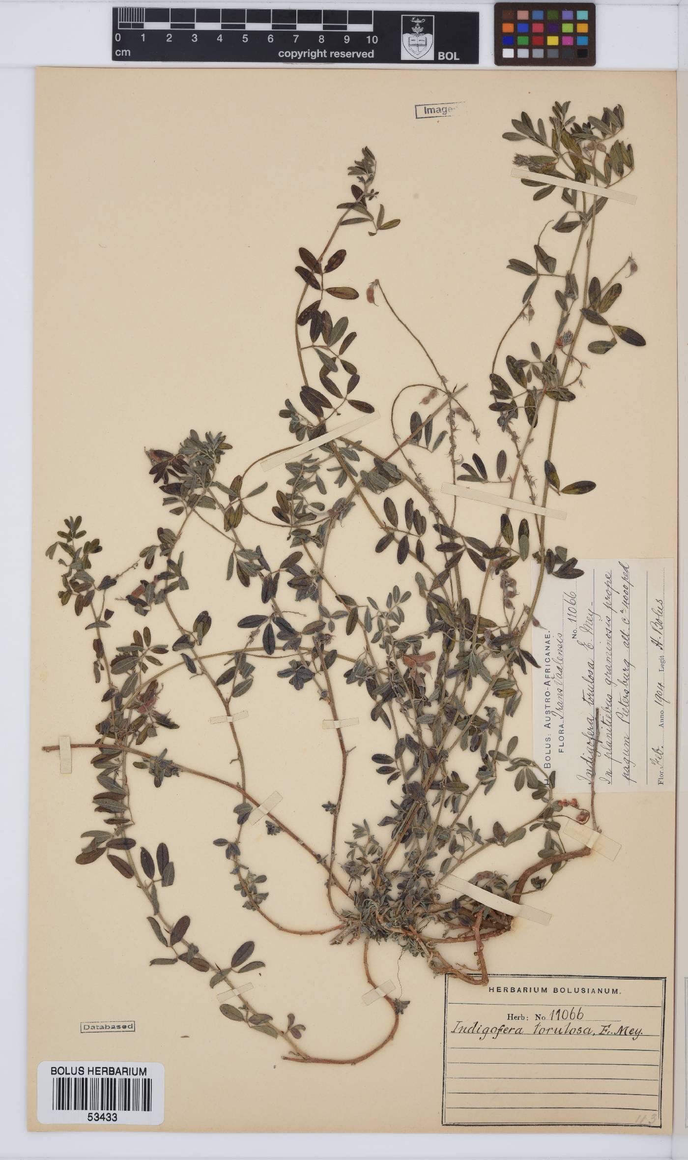 Indigofera torulosa var. torulosa image