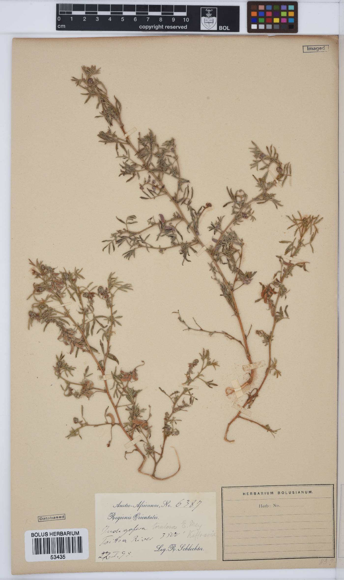 Indigofera torulosa image