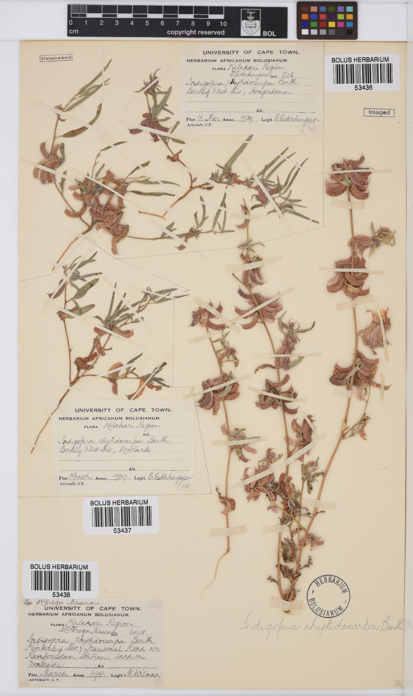 Indigofera rhytidocarpa image