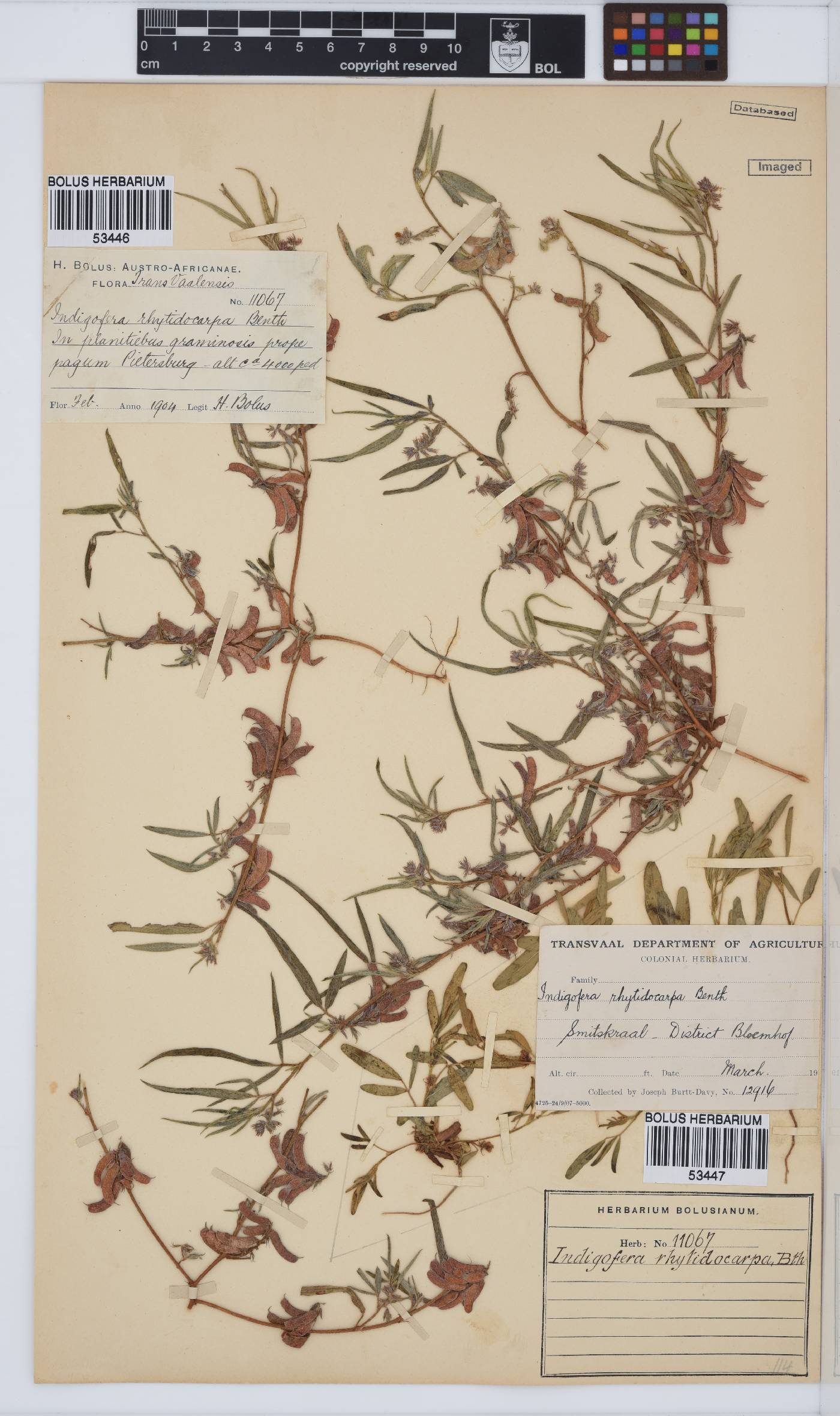 Indigofera rhytidocarpa image
