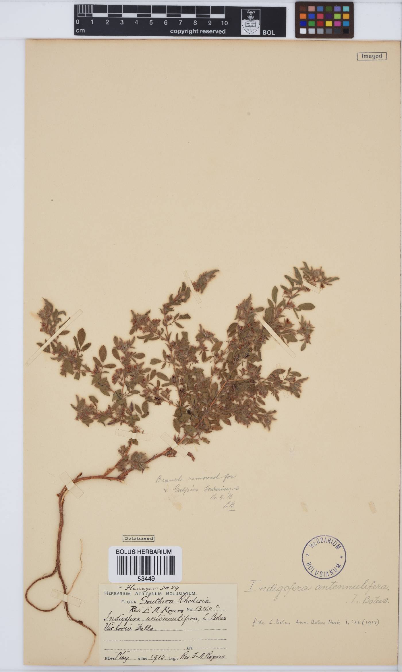 Indigofera arenophila image