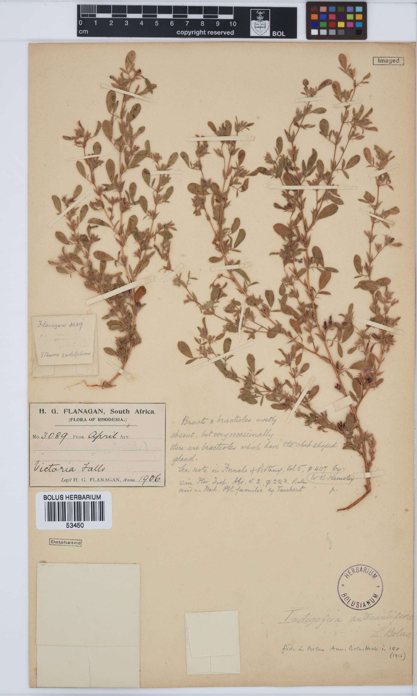 Indigofera arenophila image