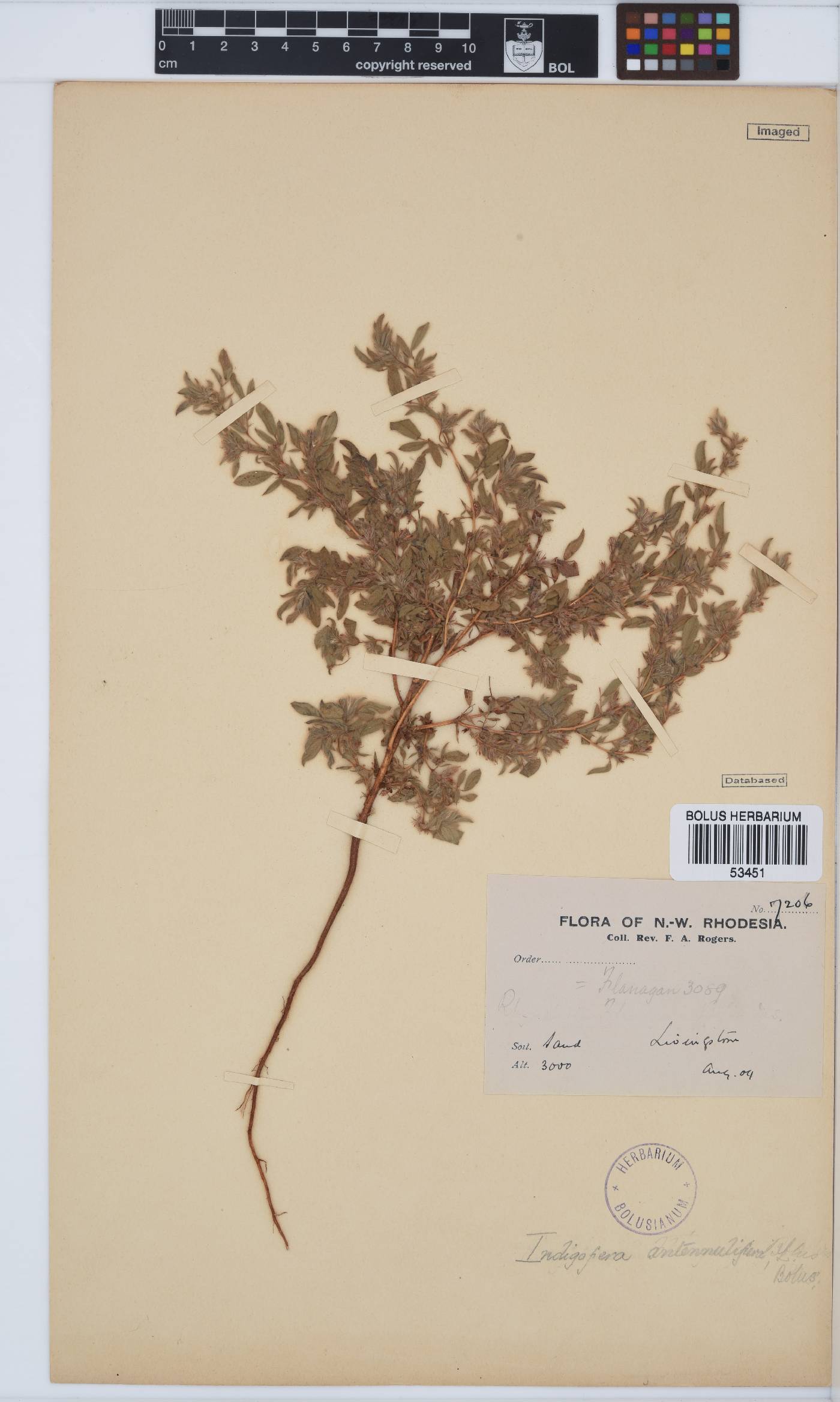 Indigofera arenophila image