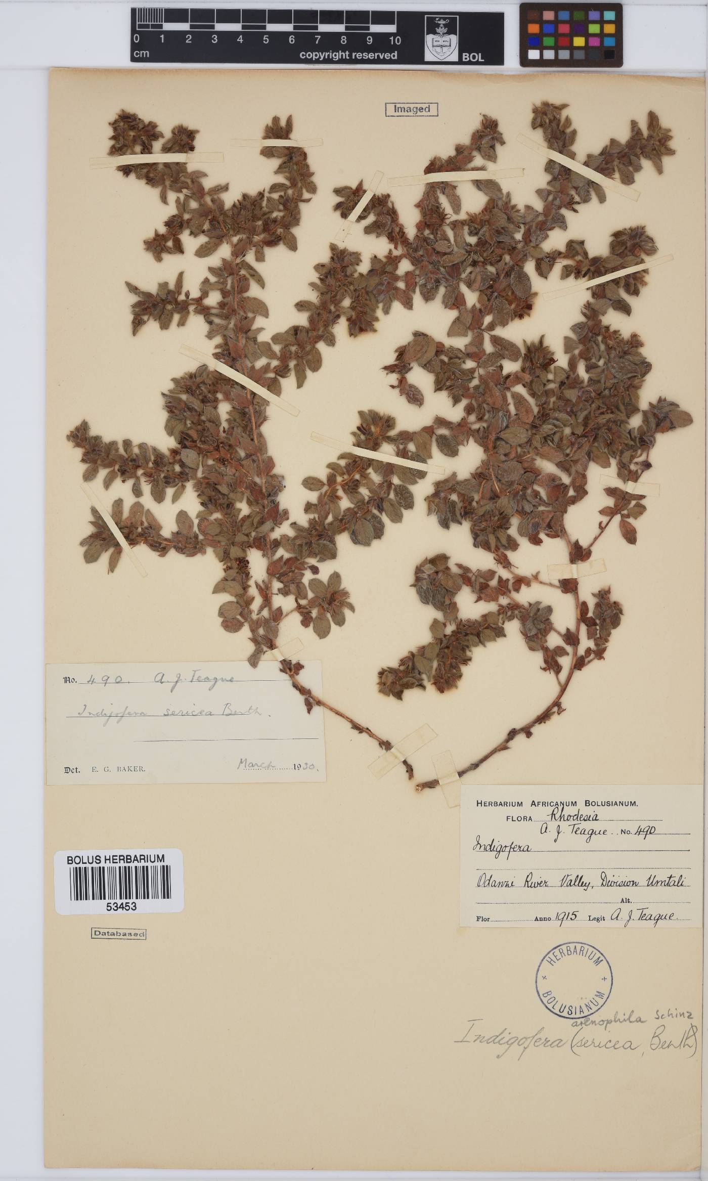 Indigofera arenophila image