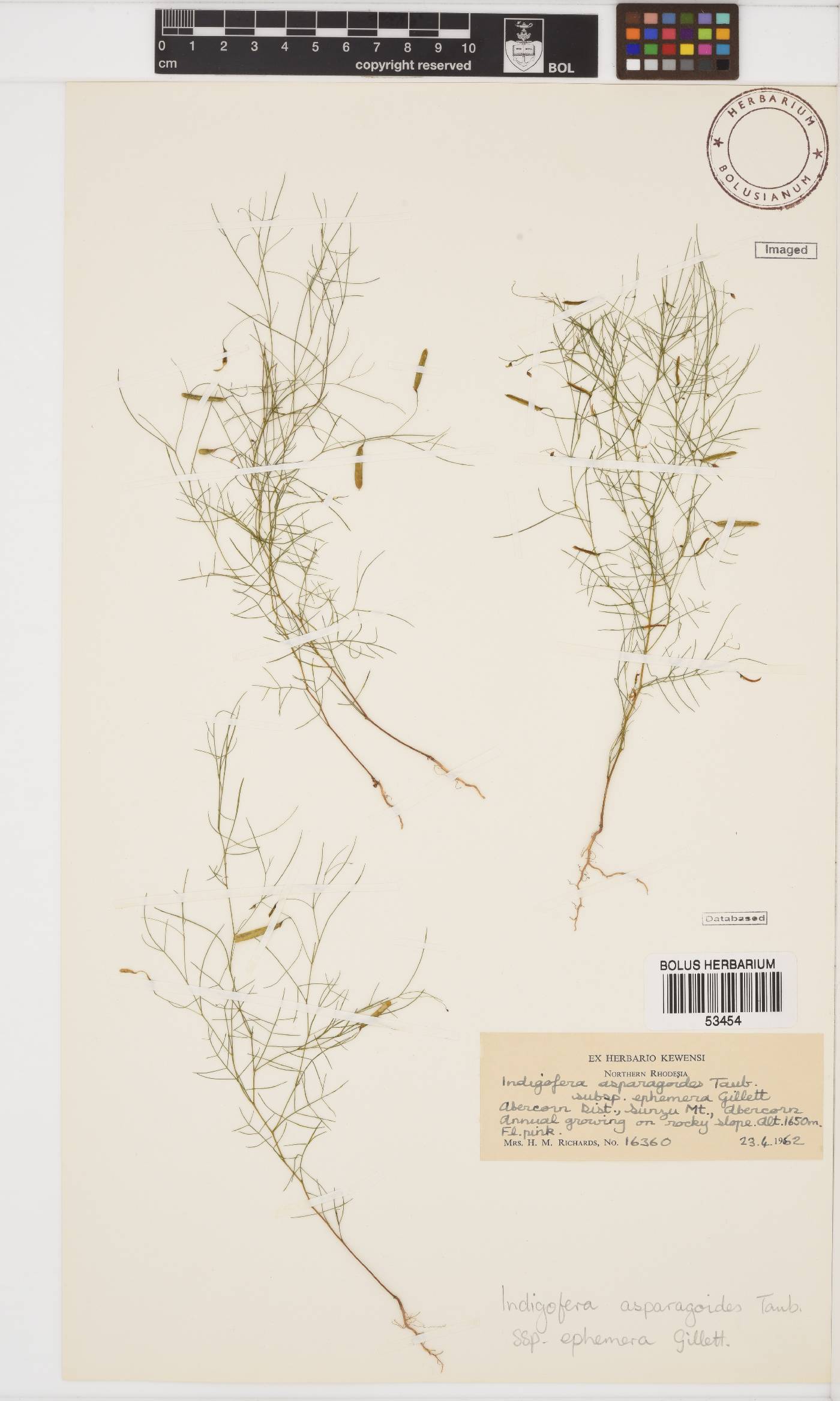 Microcharis asparagoides image