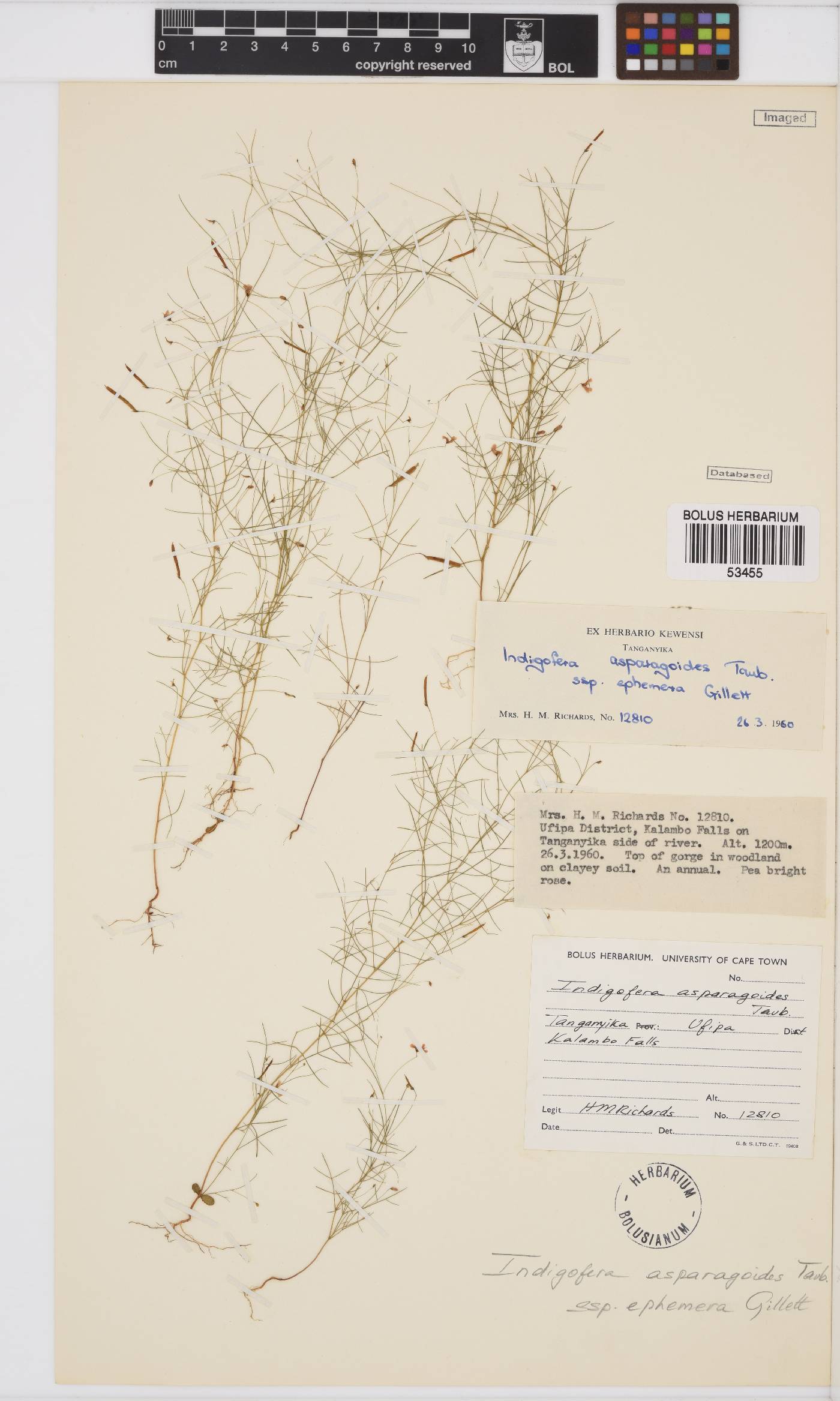 Microcharis asparagoides image