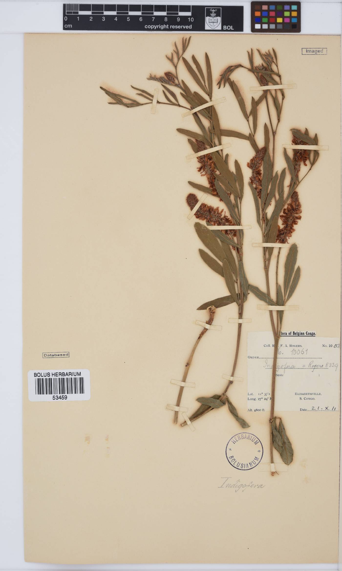 Indigofera aspera image
