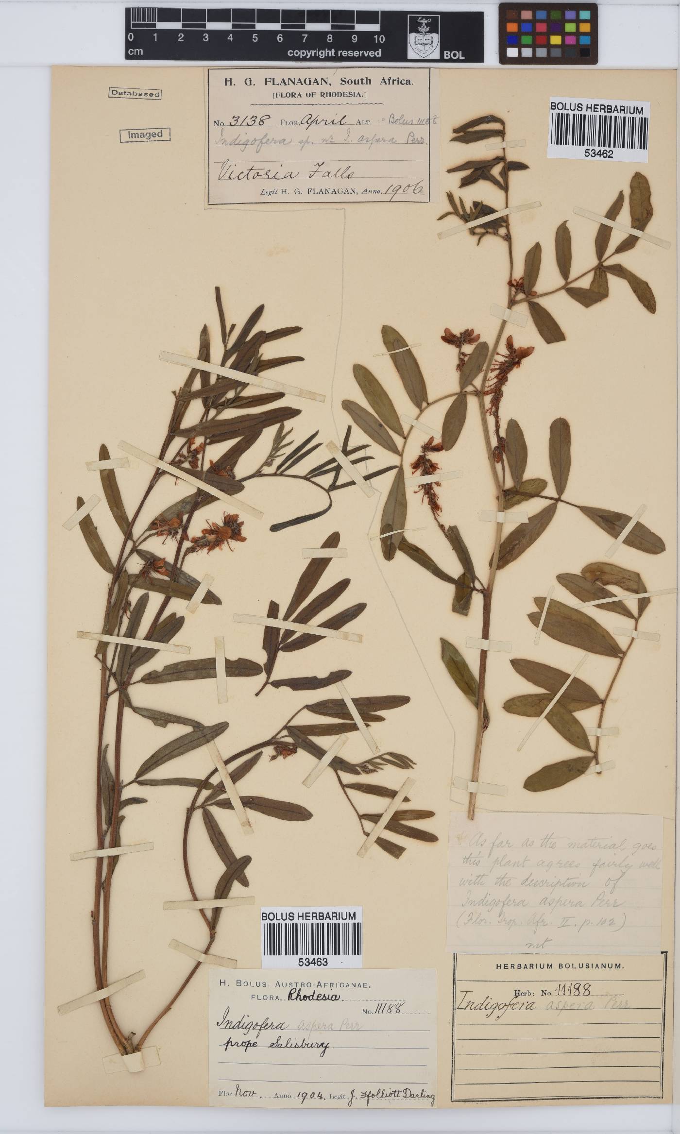 Indigofera aspera image