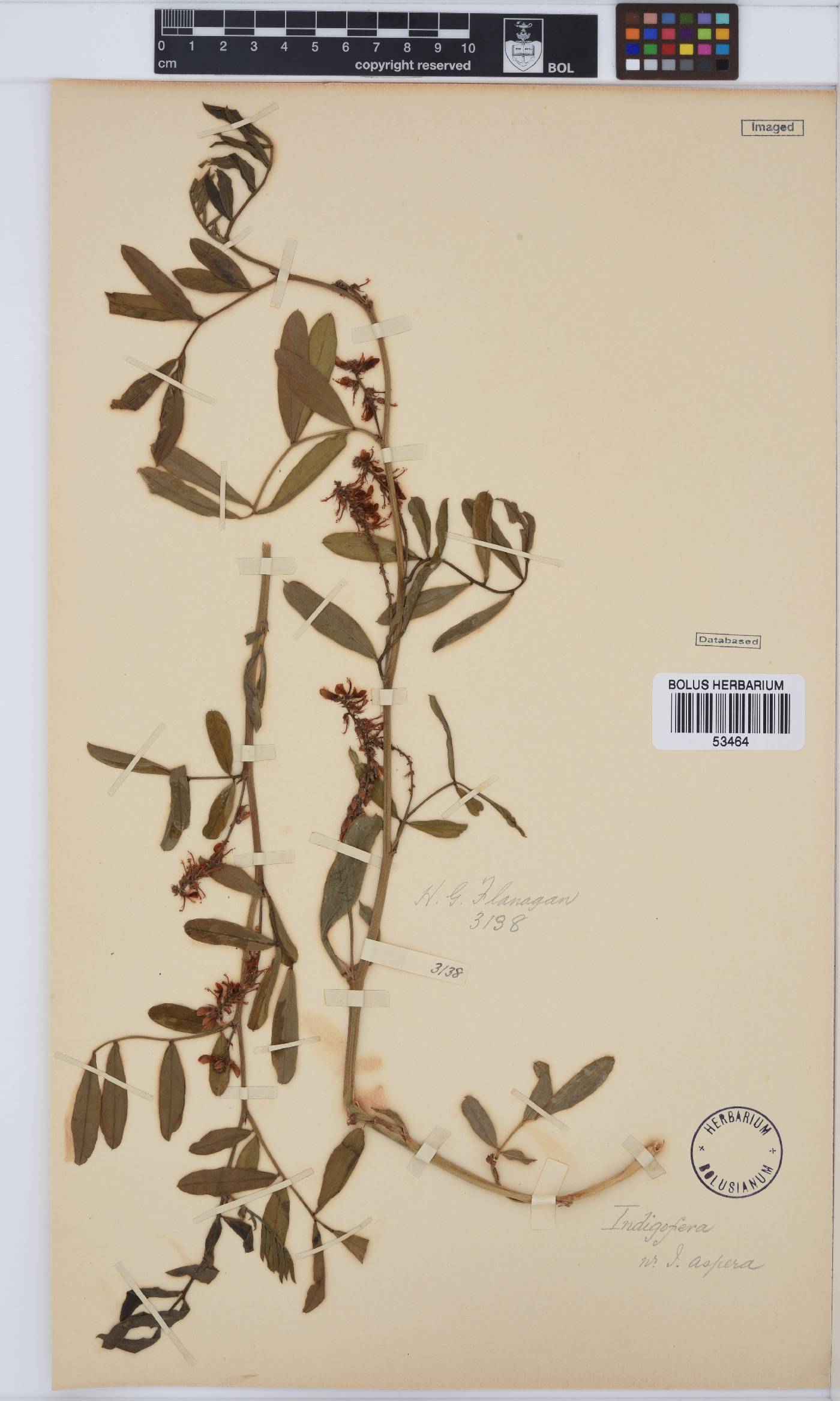 Indigofera aspera image