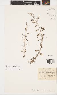 Indigofera adenoides image