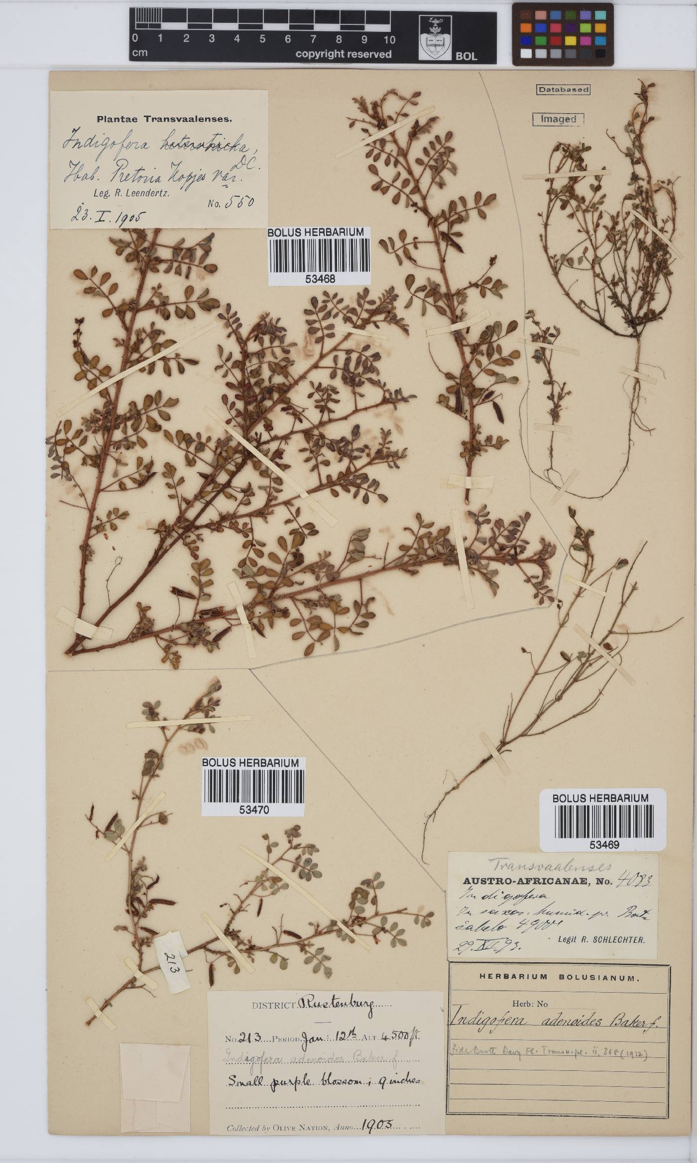 Indigofera adenoides image