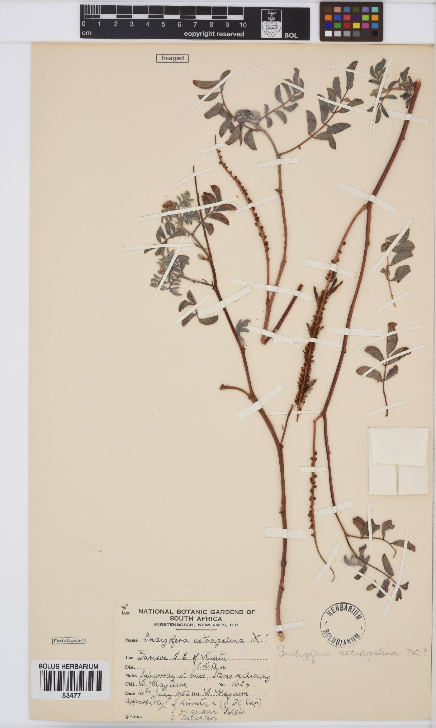 Indigofera astragalina image