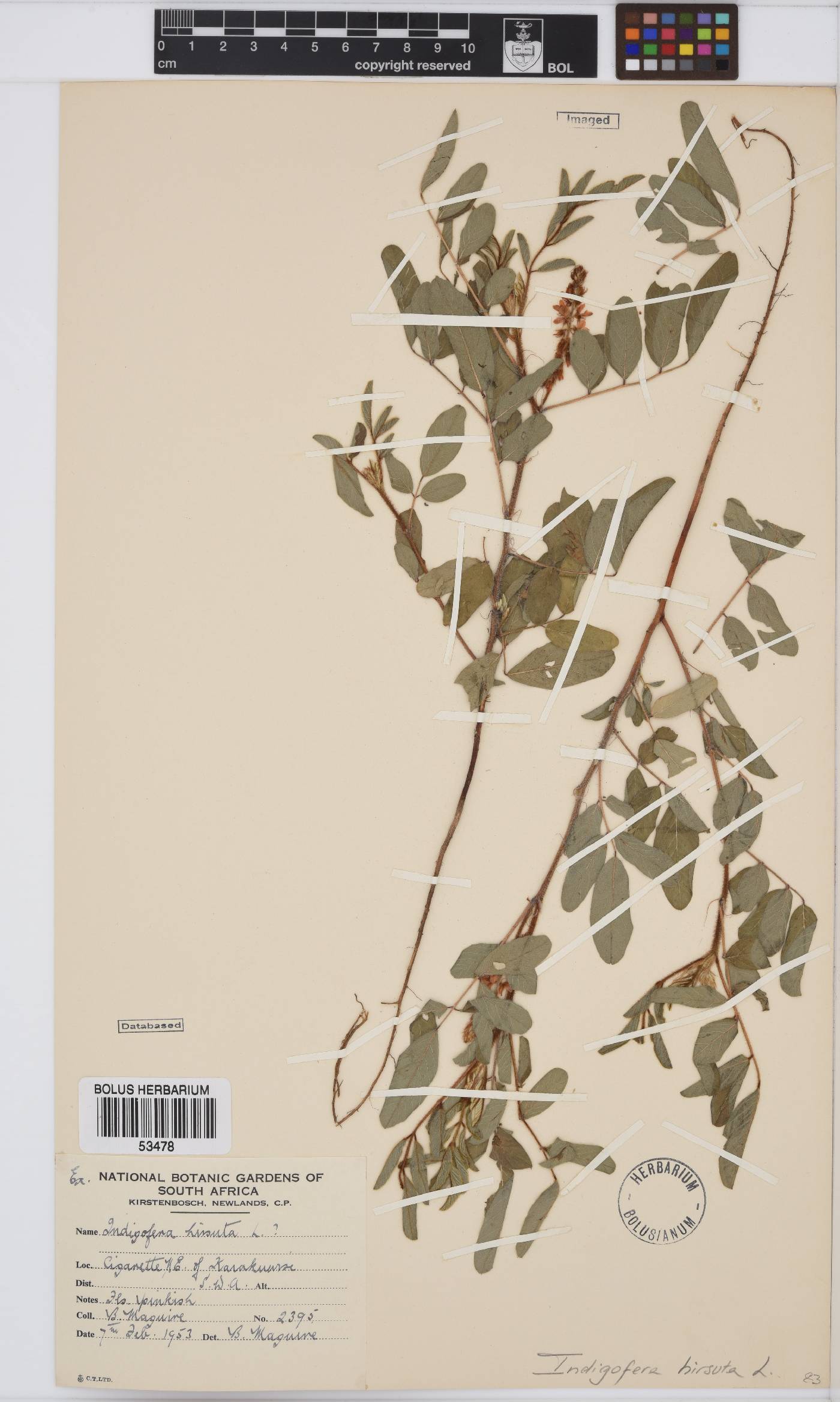 Indigofera astragalina image