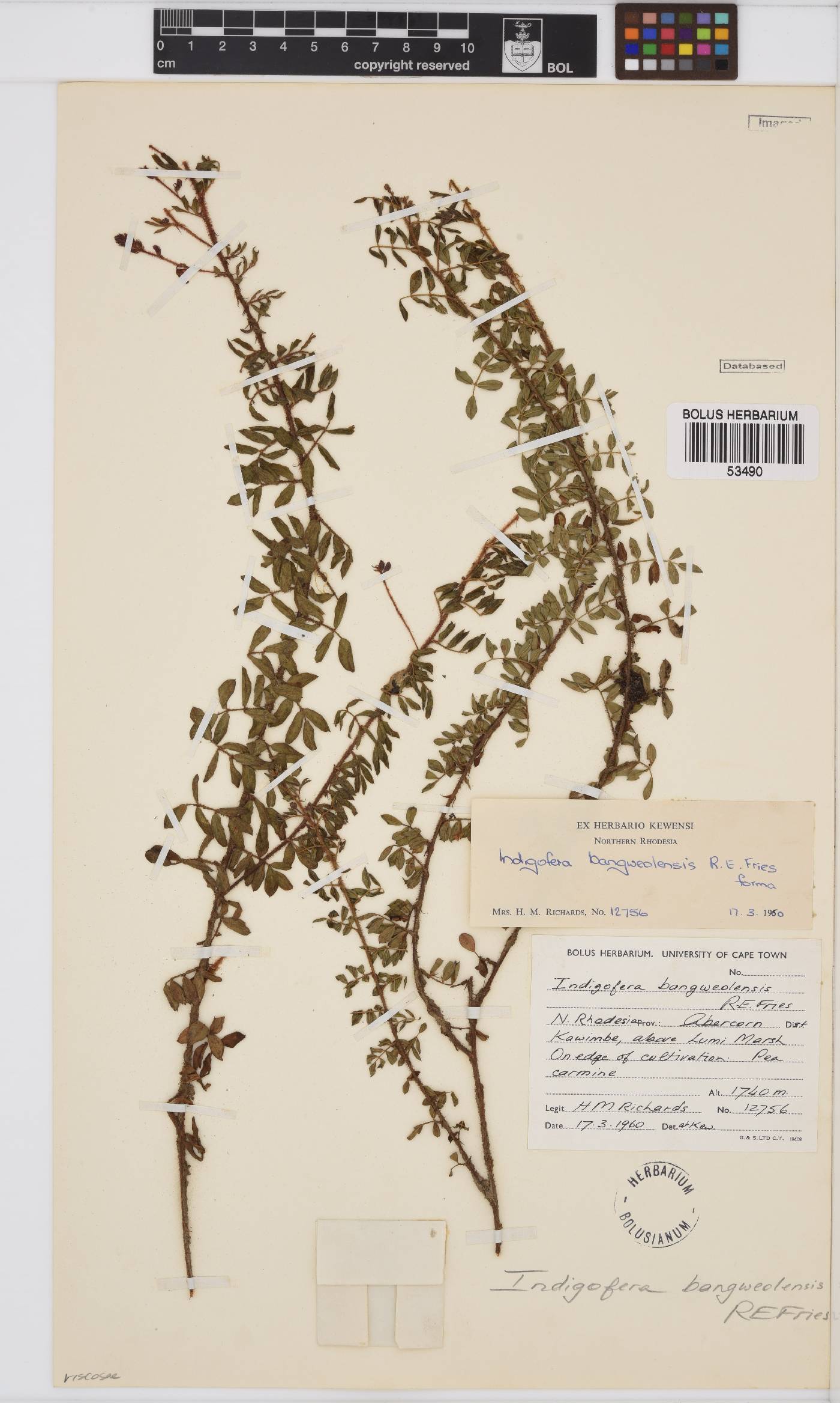 Indigofera bangweolensis image