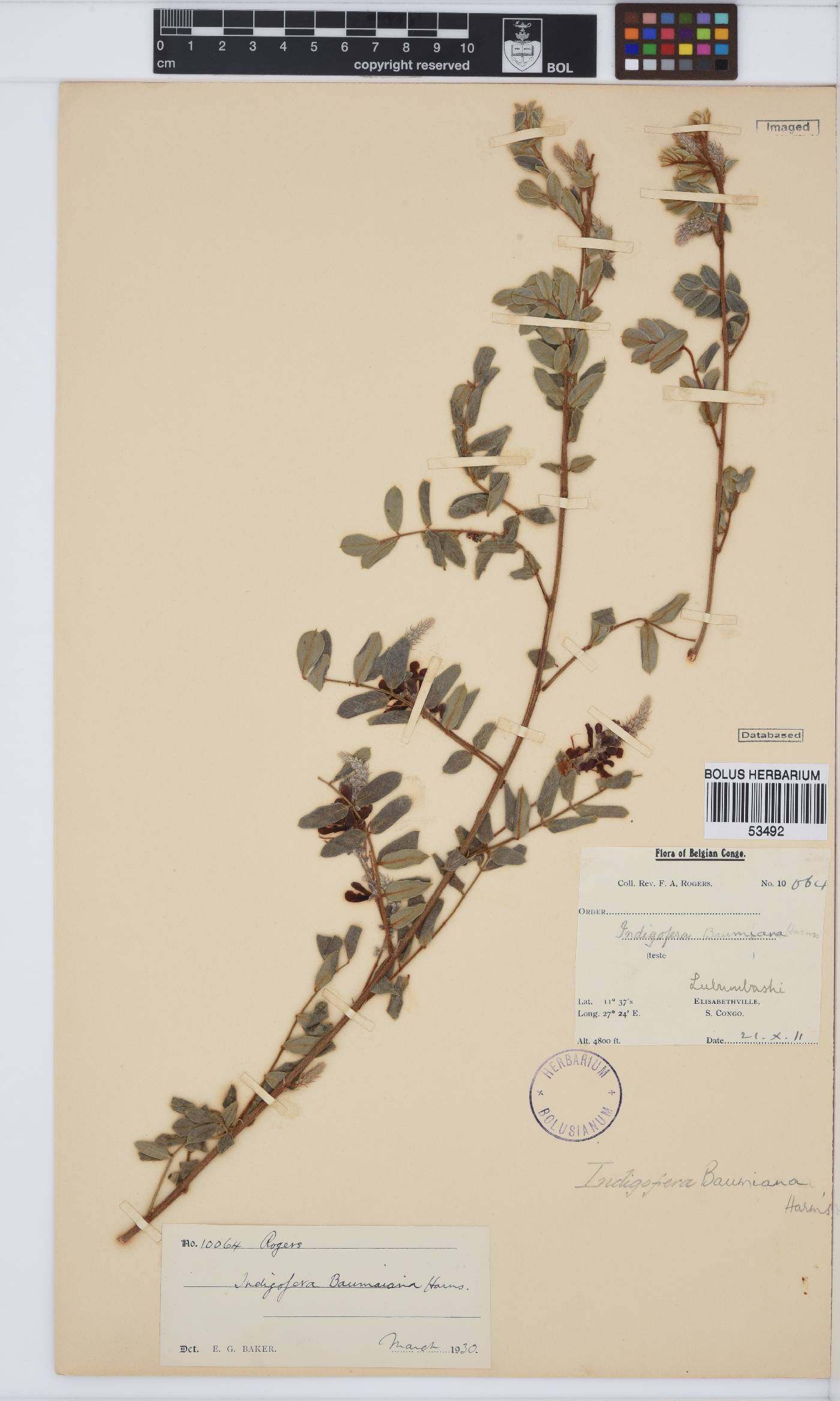 Indigofera baumiana image