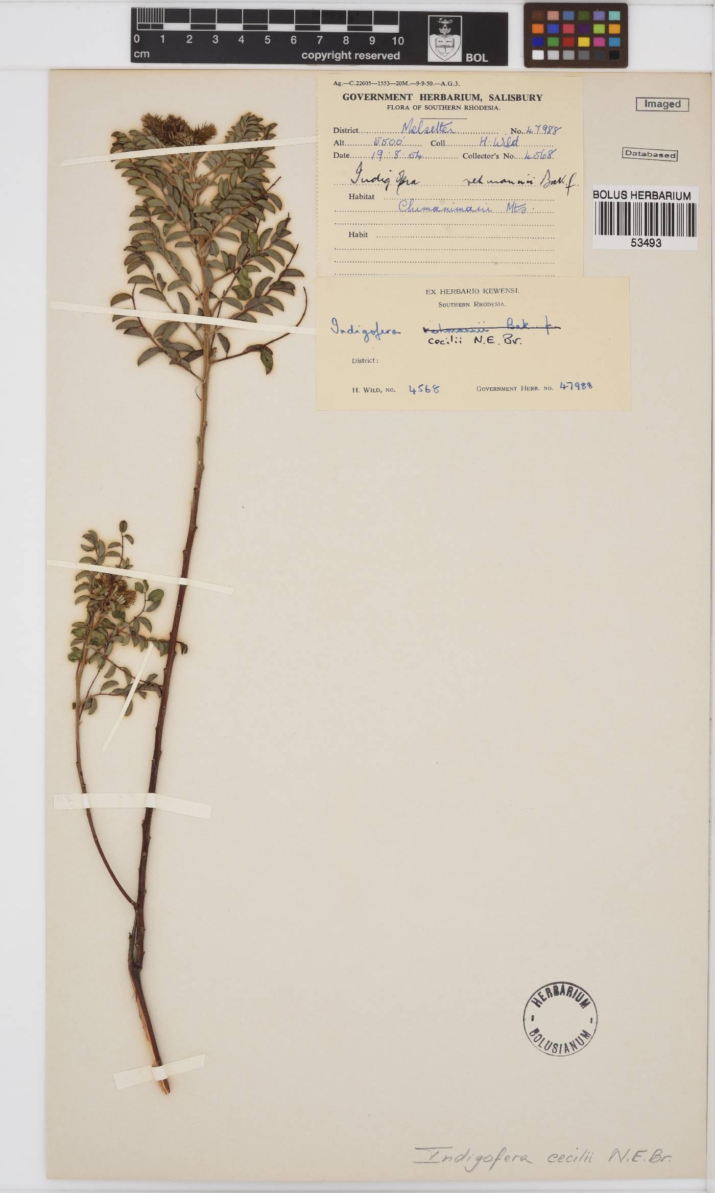 Indigofera cecilii image