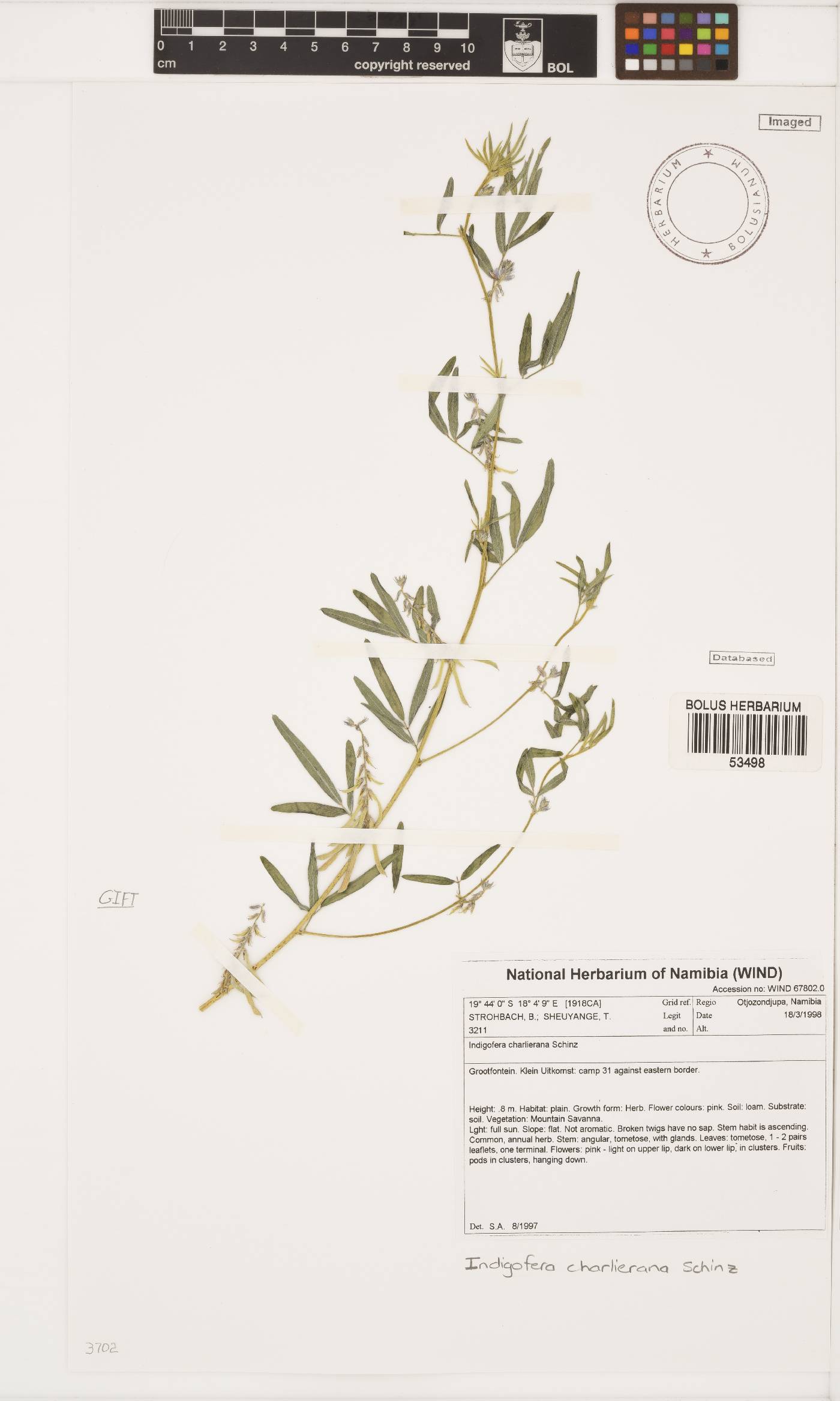 Indigofera charlieriana image