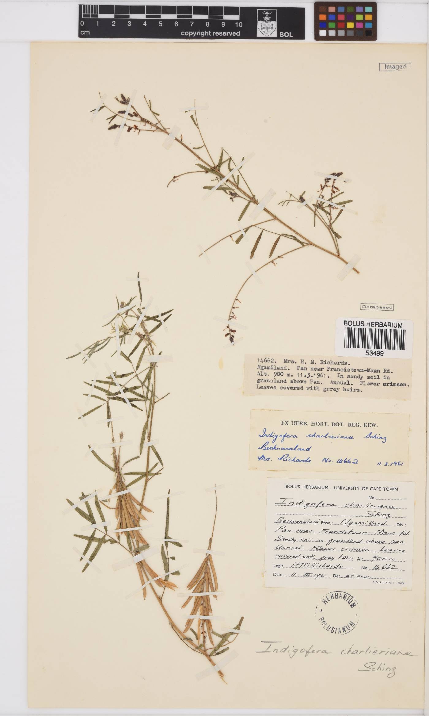 Indigofera charlieriana image