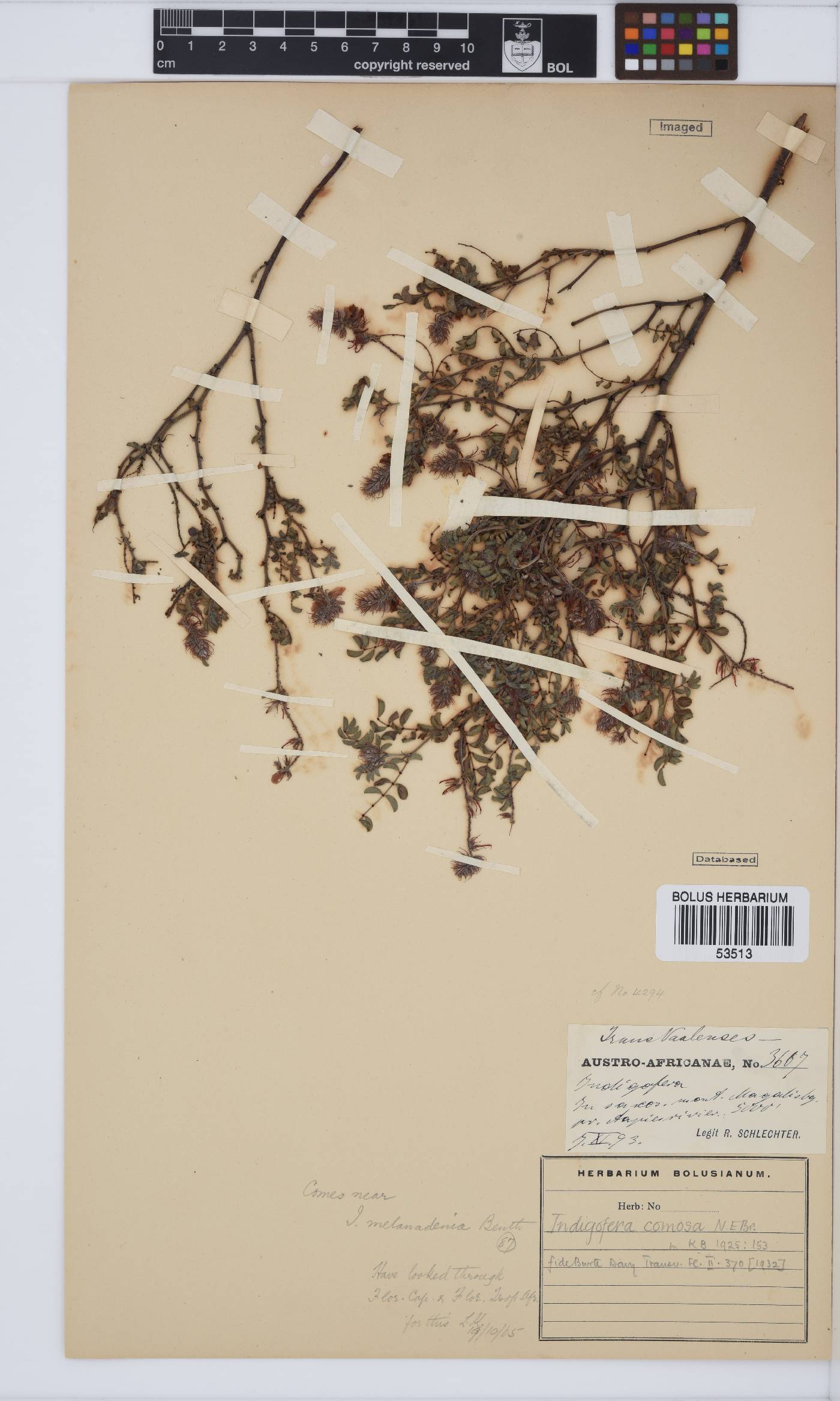 Indigofera comosa image