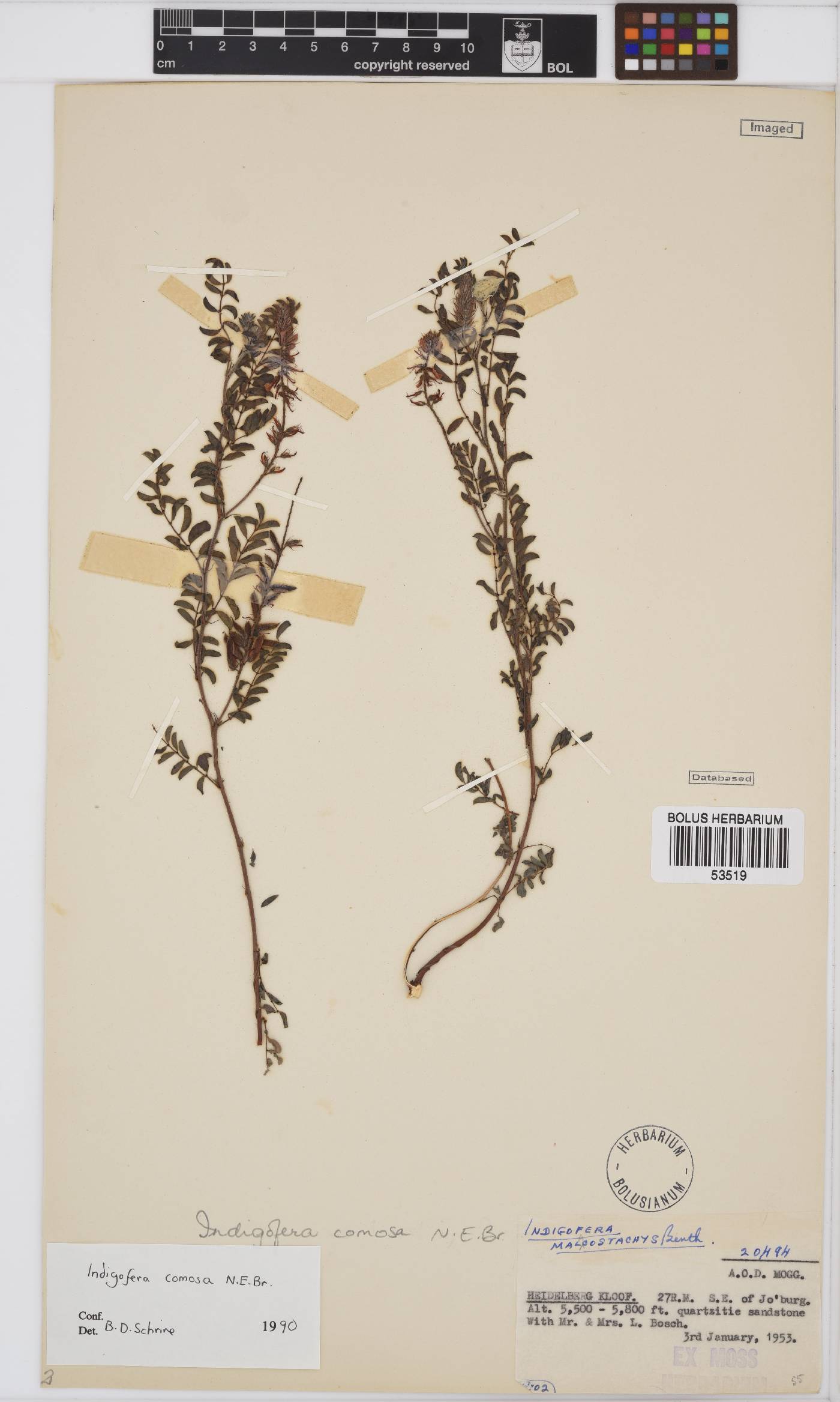 Indigofera comosa image