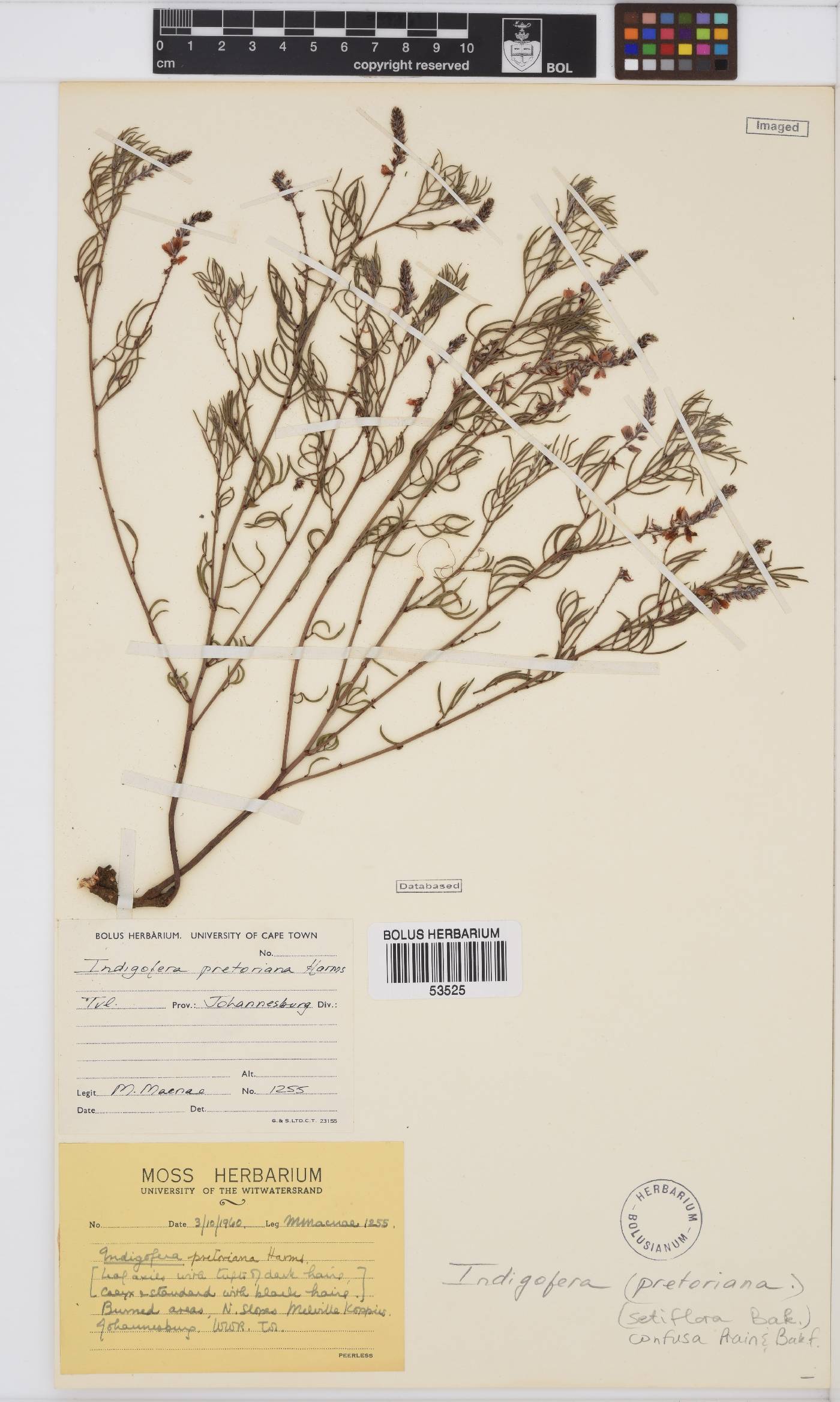 Indigofera confusa image