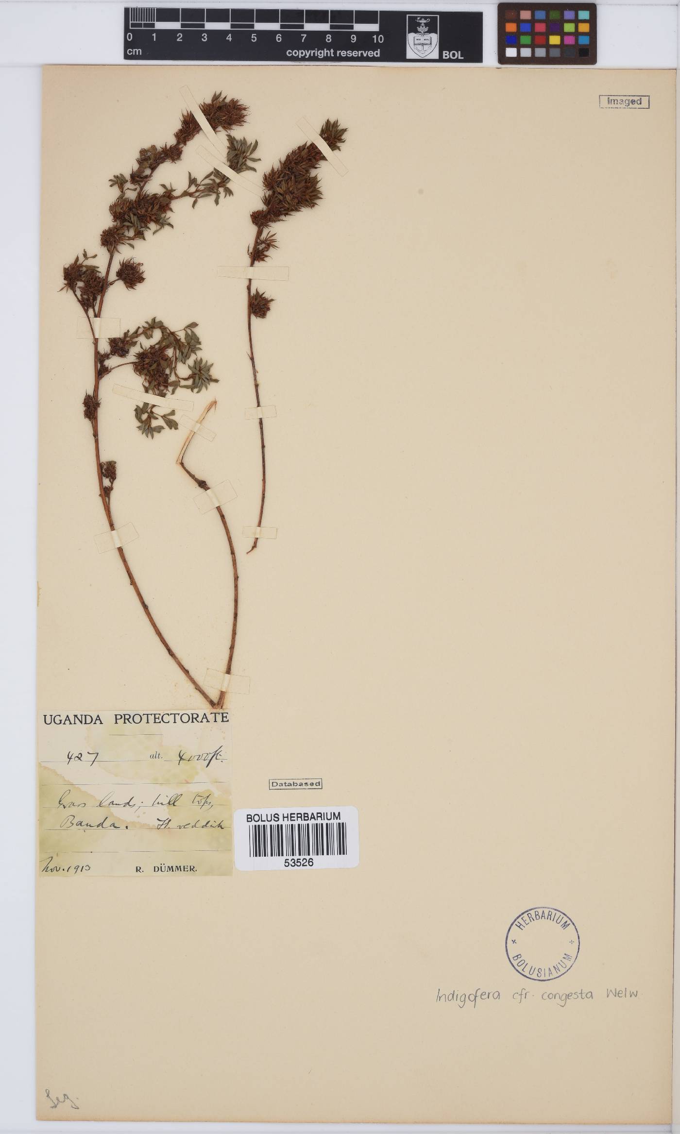 Indigofera congesta image