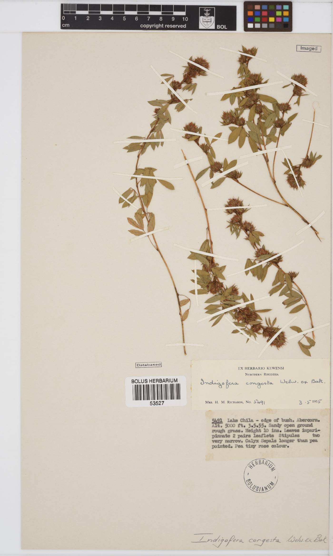Indigofera congesta image