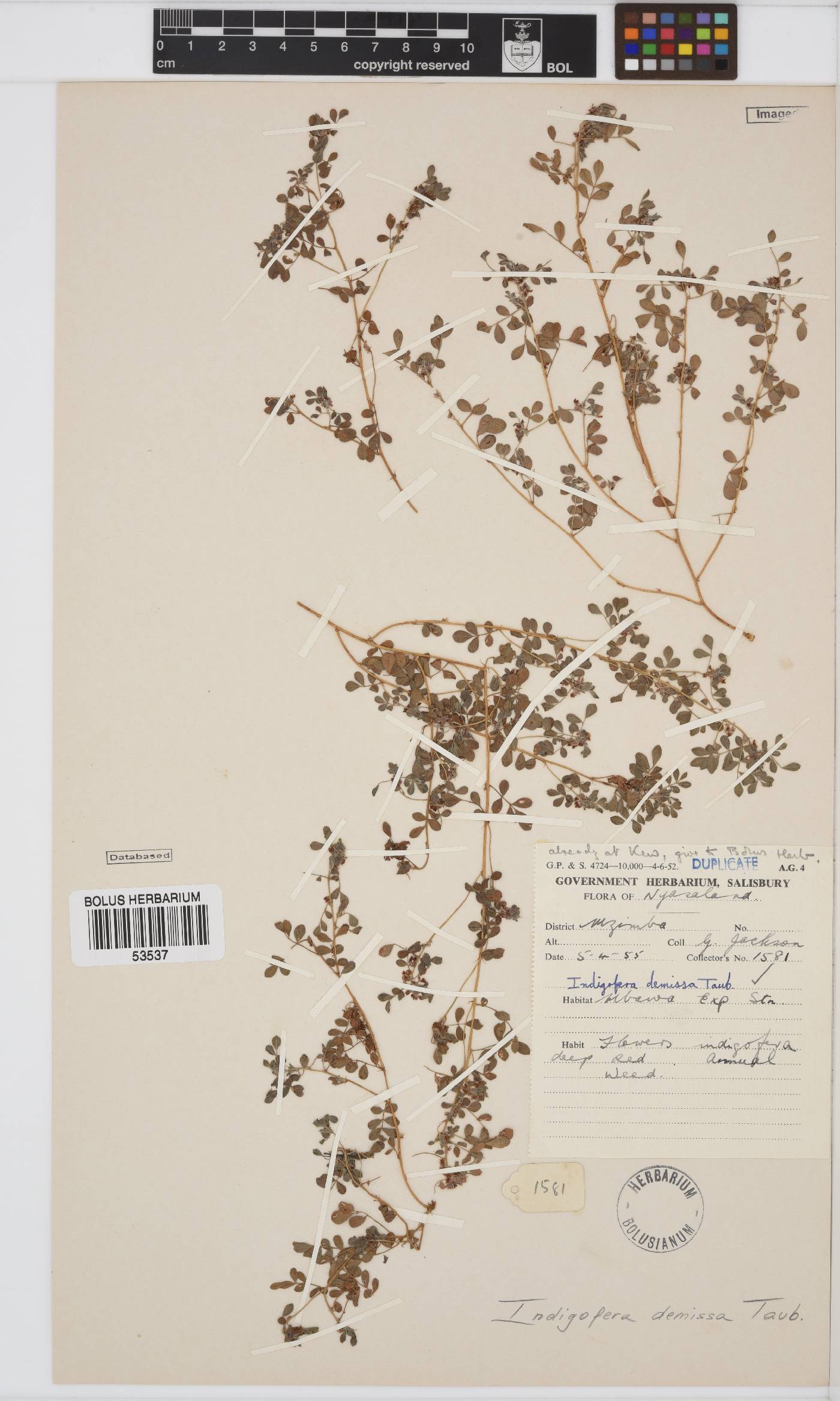 Indigofera demissa image