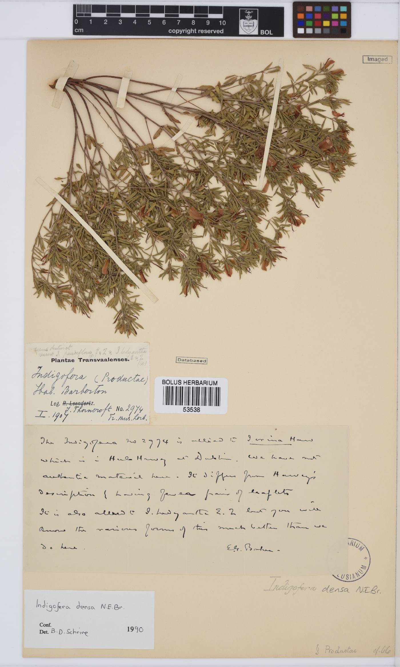 Indigofera densa image