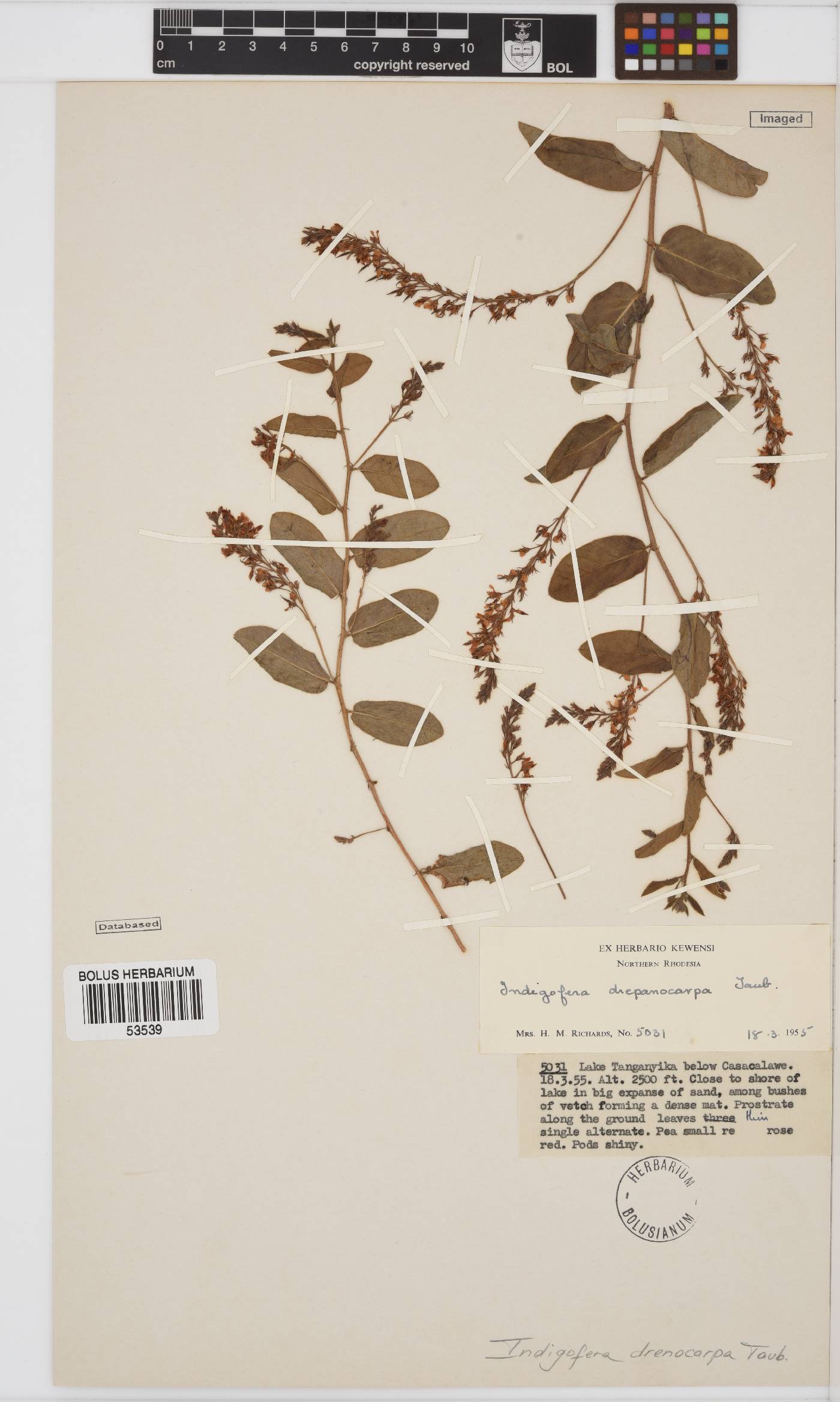 Indigofera drepanocarpa image