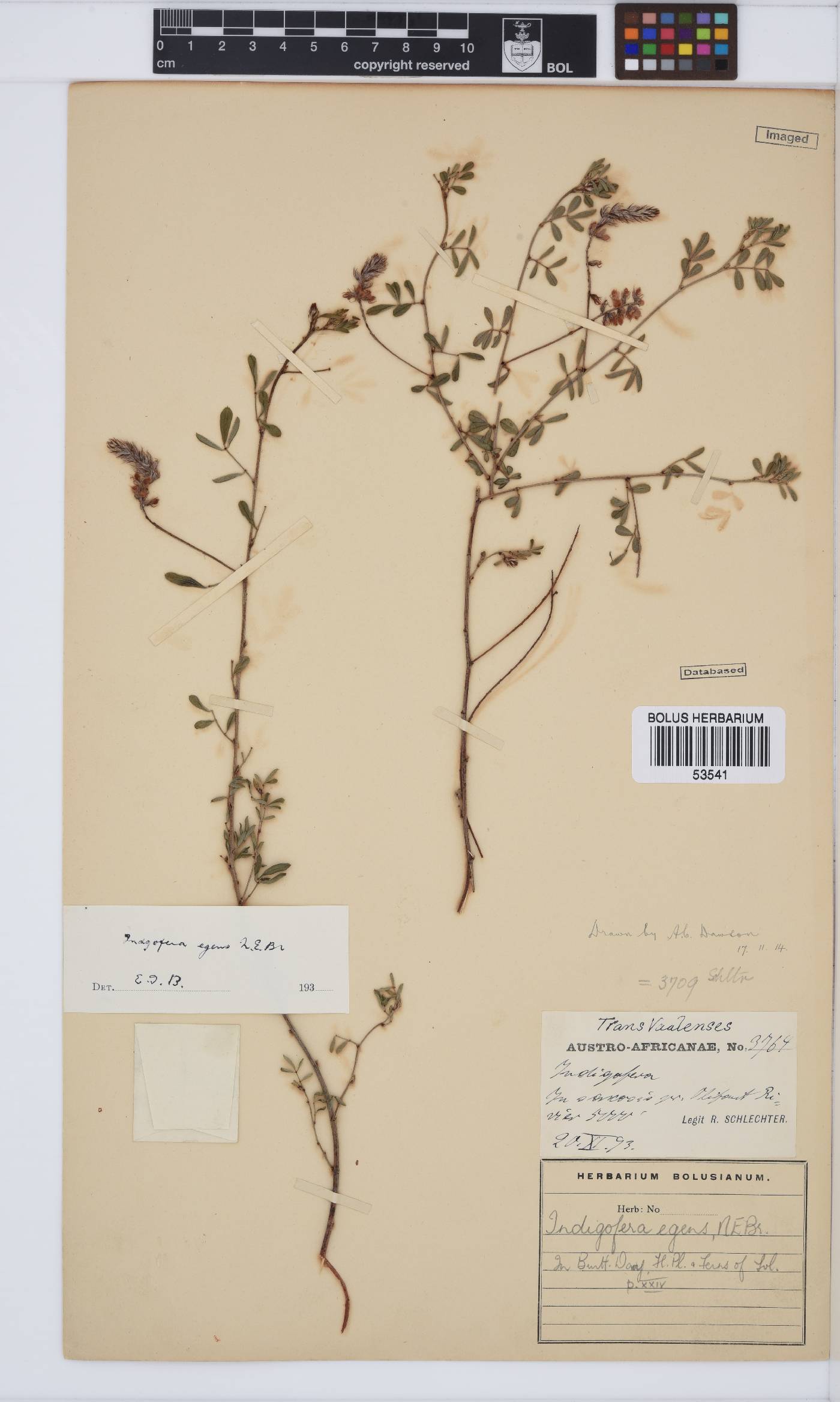 Indigofera egens image