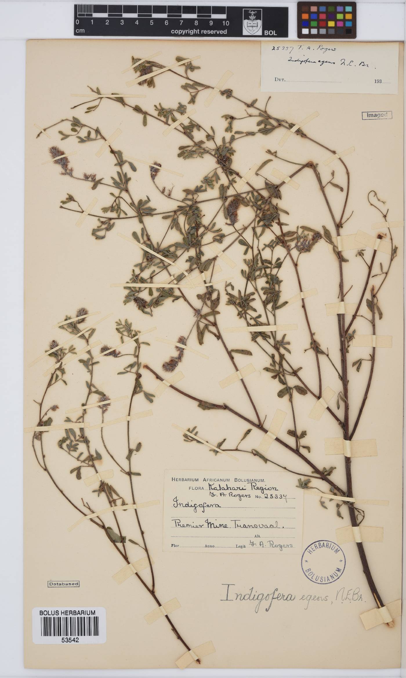 Indigofera egens image