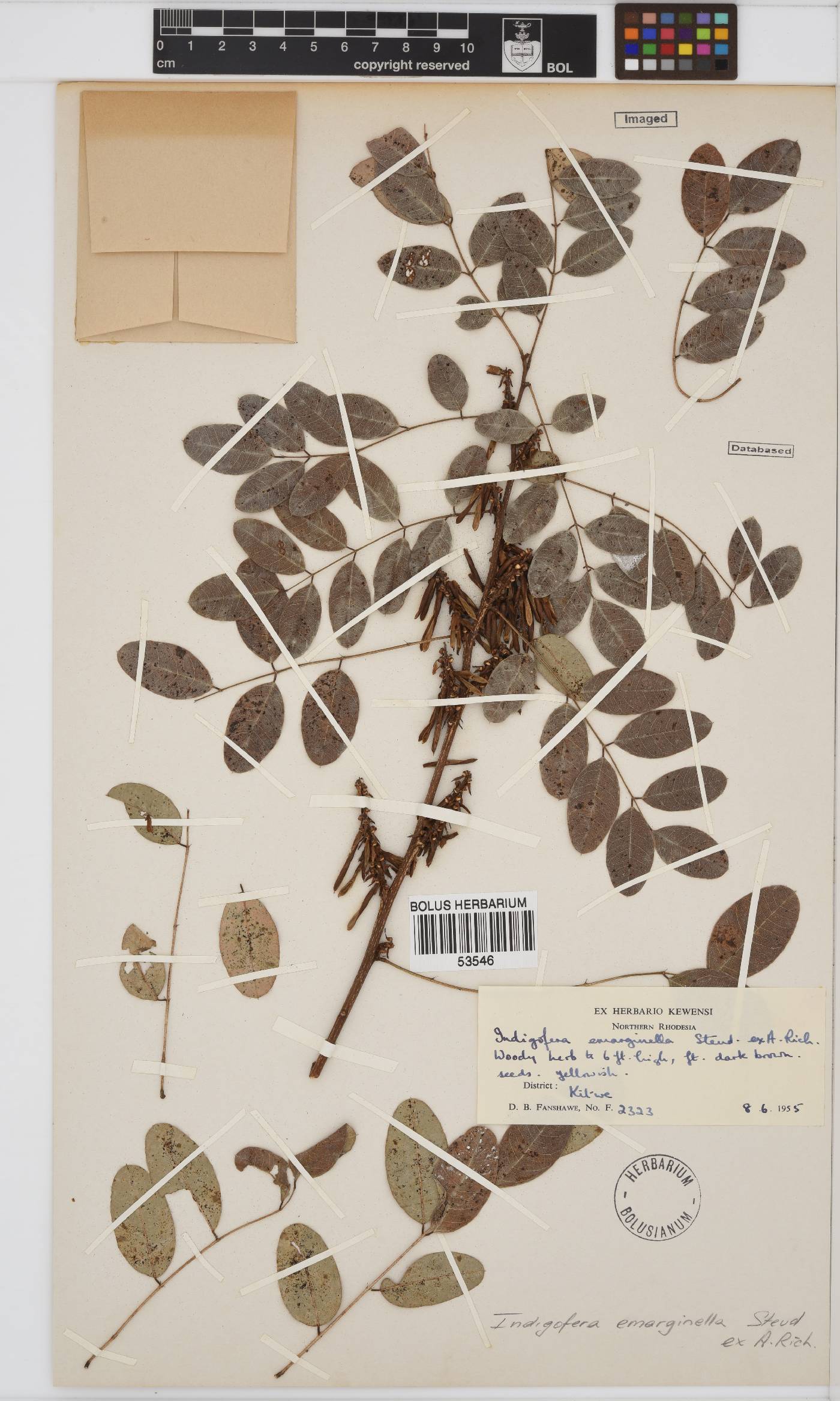 Indigofera emarginella image