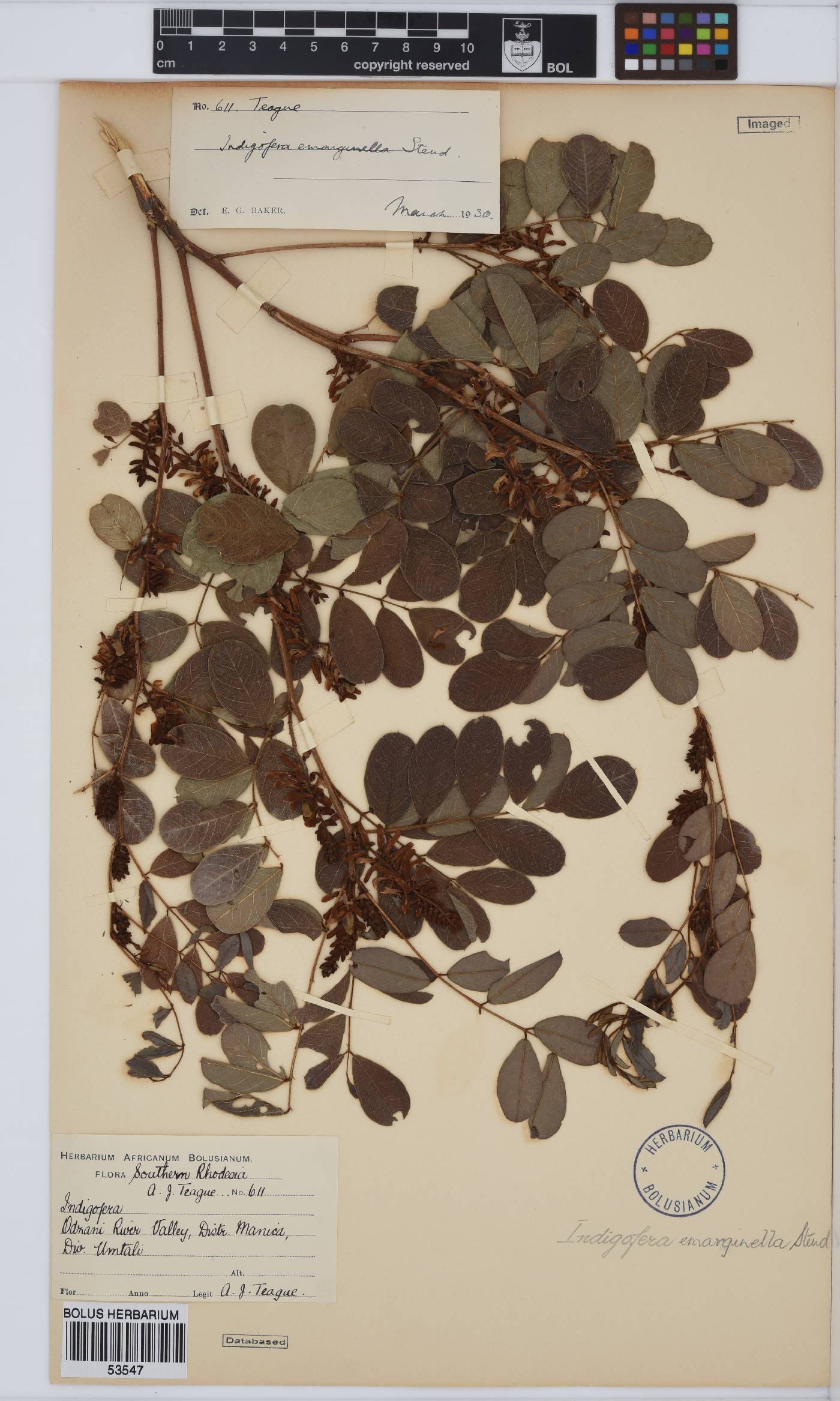 Indigofera emarginella image