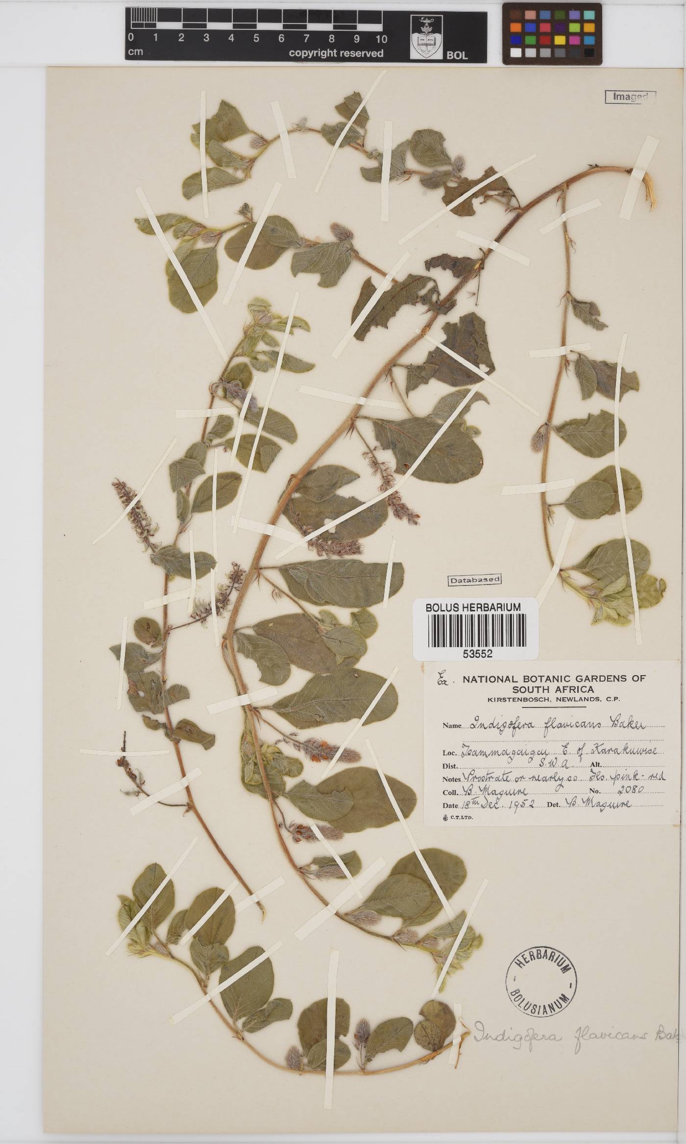 Indigofera flavicans image