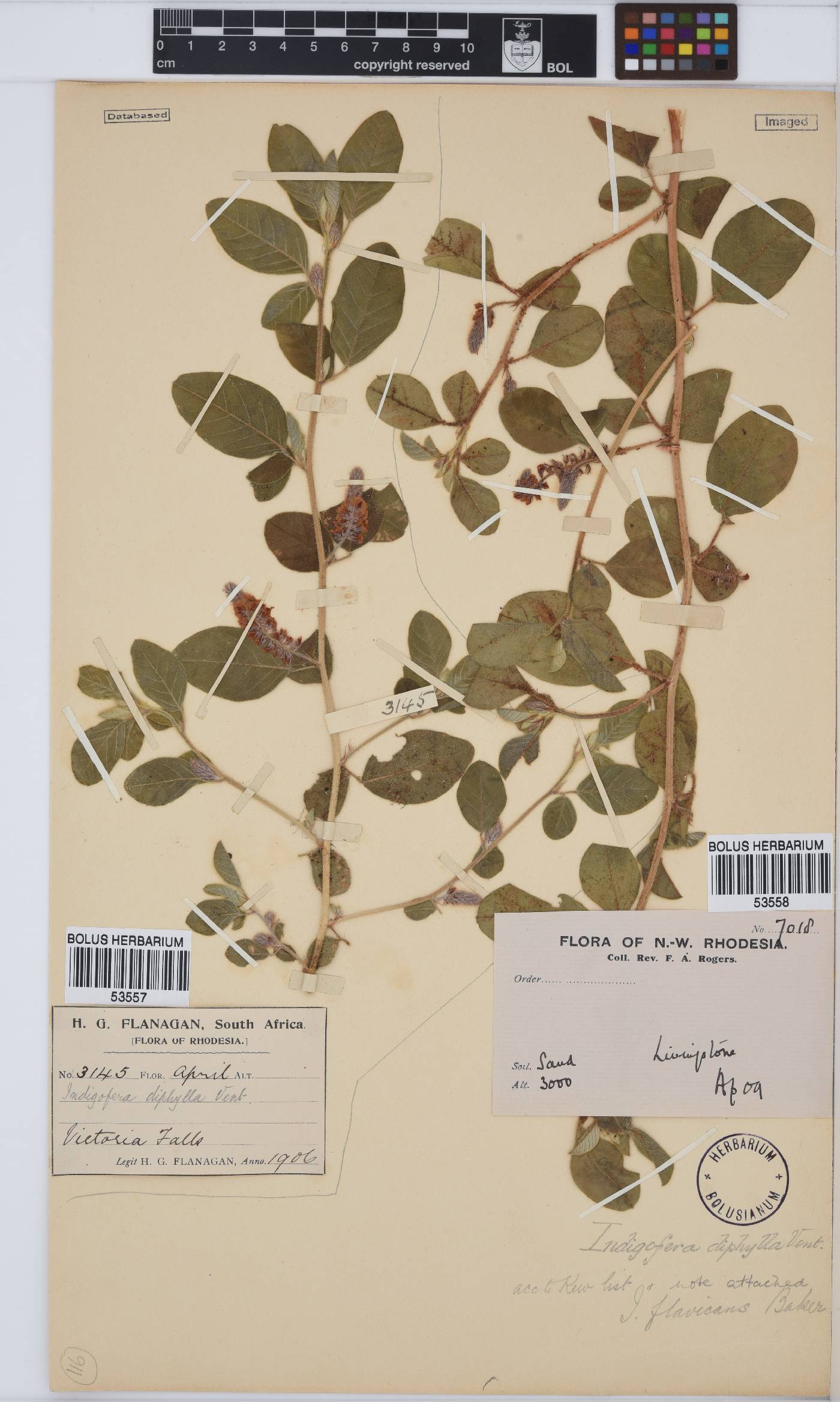 Indigofera flavicans image