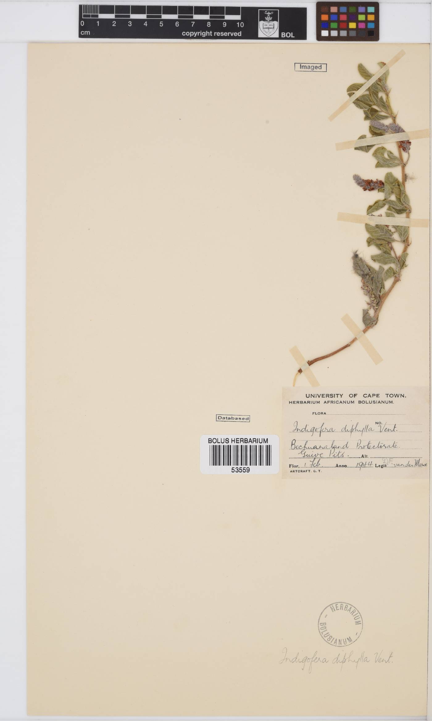 Indigofera flavicans image