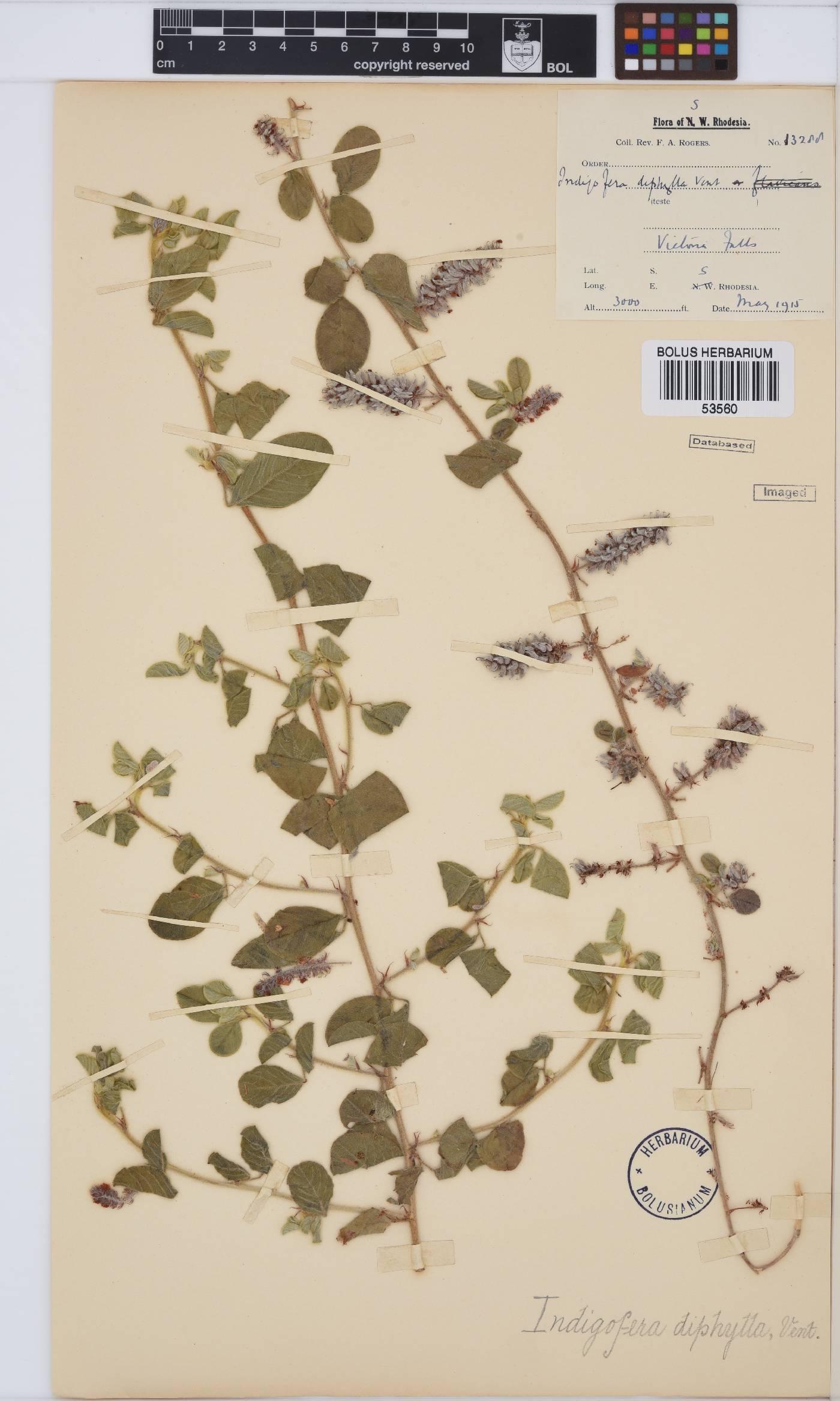 Indigofera flavicans image