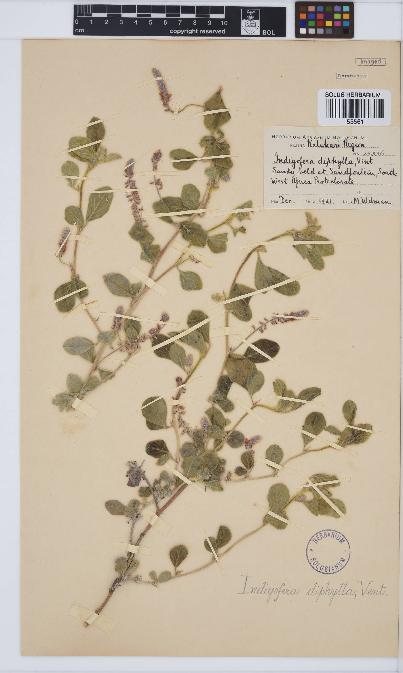 Indigofera flavicans image